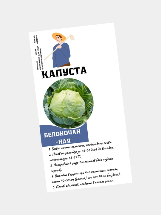 Karam, Oq karam urug'lari