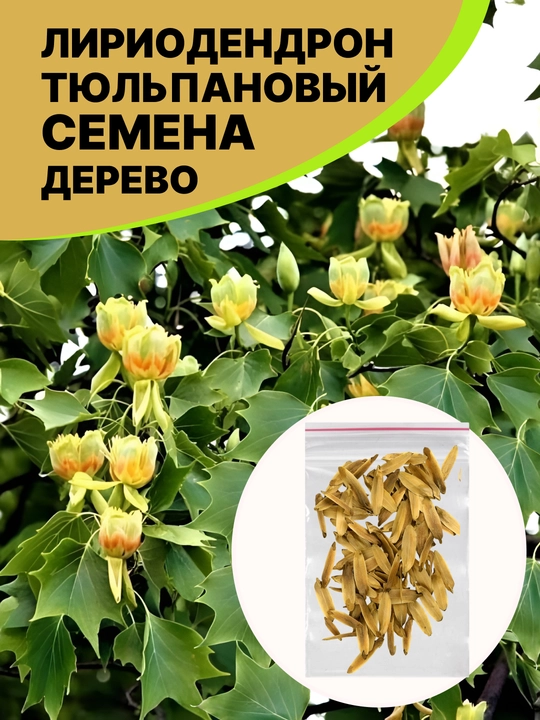 Liriodendron lola daraxti urug'lari - 