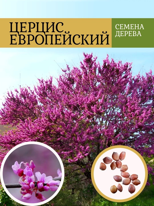 Yevropa sersisi yoki Yevropa qo‘ng‘irboshisi, Iudino daraxti Urug‘lari - 