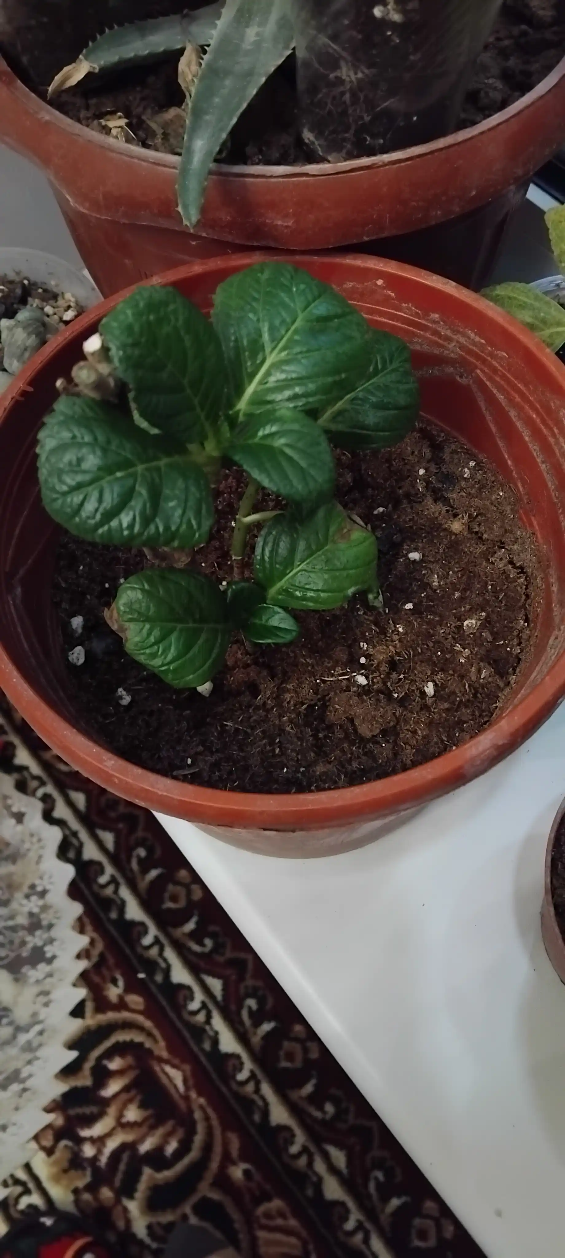 Nordon tuproq, grunt, torf PH 3.5-4.5 azaliya,gortenziya, rododendron, golubika, magnoliya