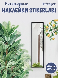 Korall