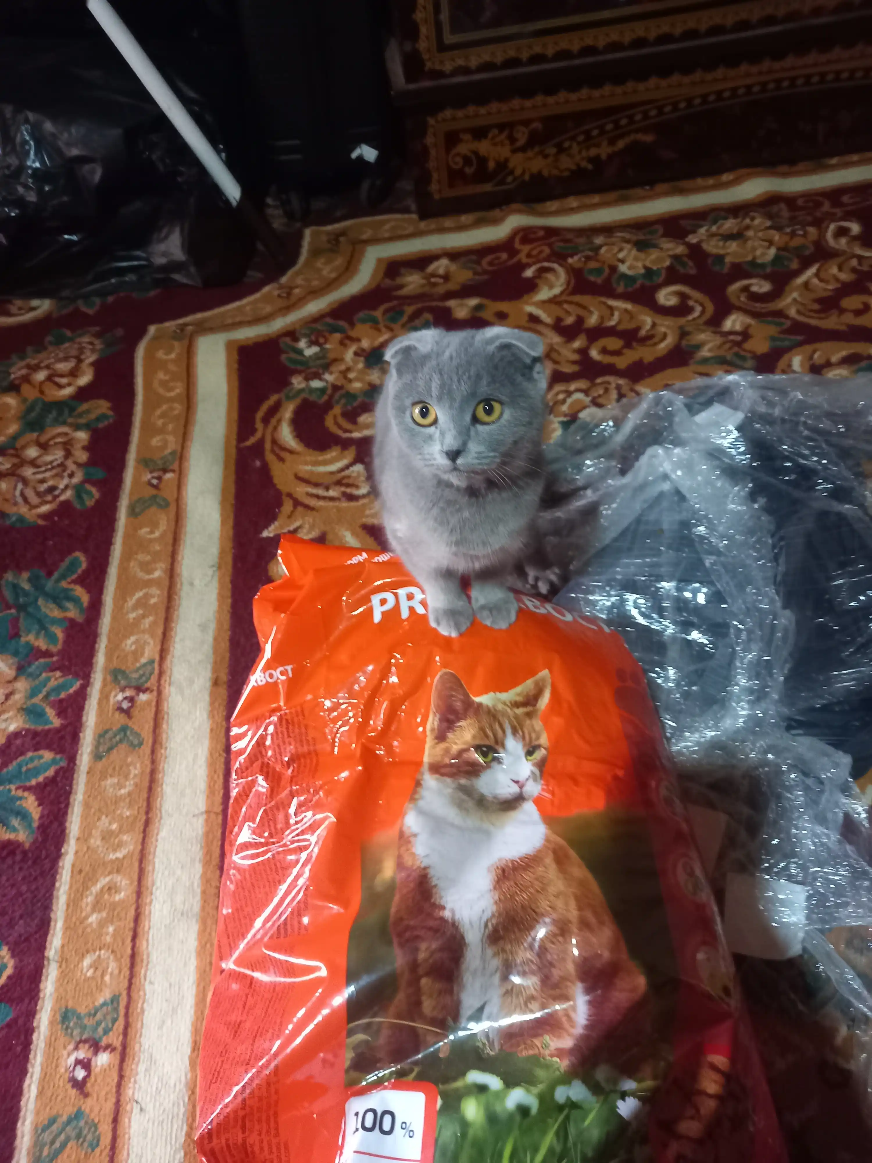 ProXвост mushuklar uchun quruq yem, mol go'shti 10 kg