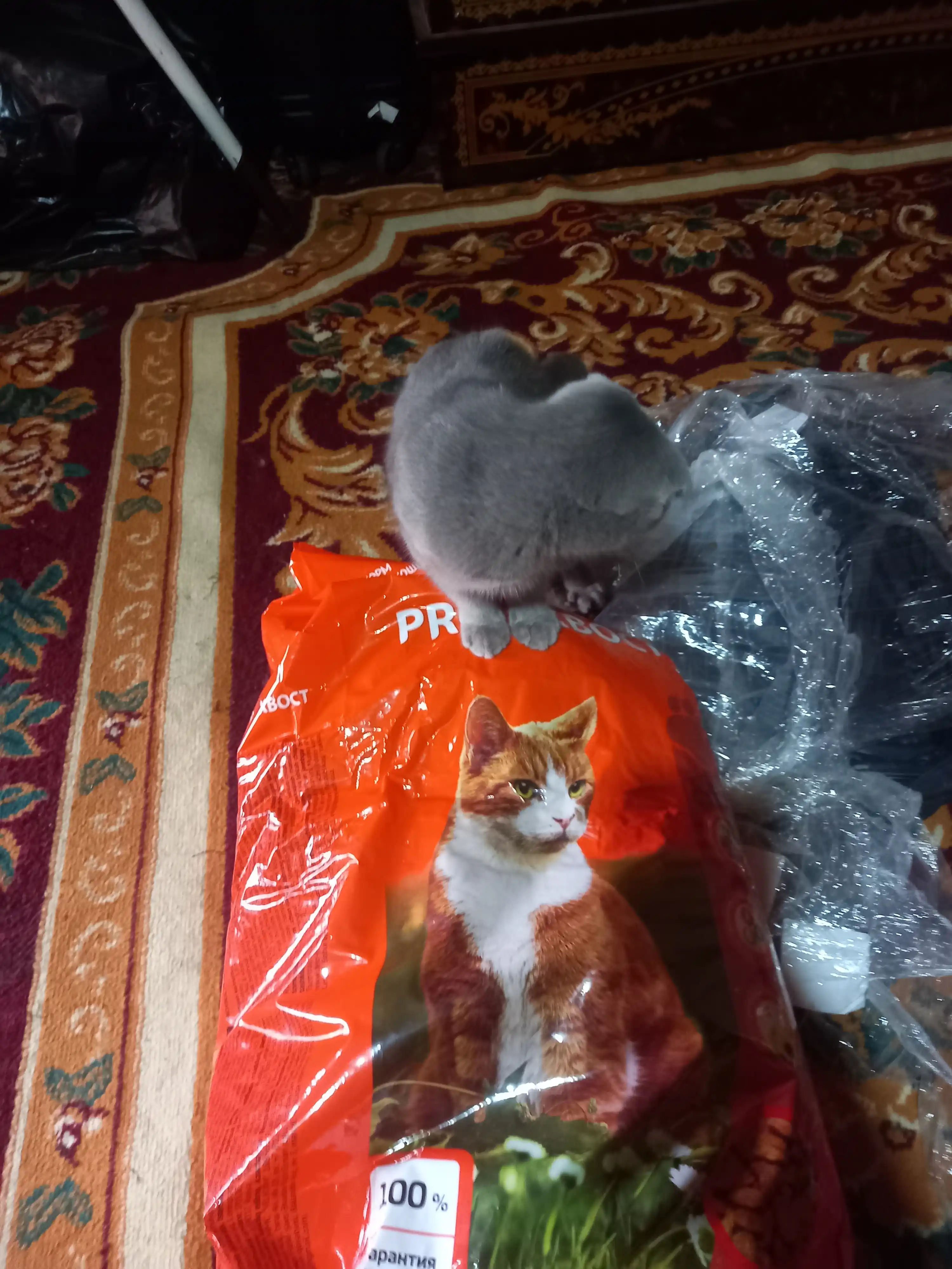 ProXвост mushuklar uchun quruq yem, mol go'shti 10 kg