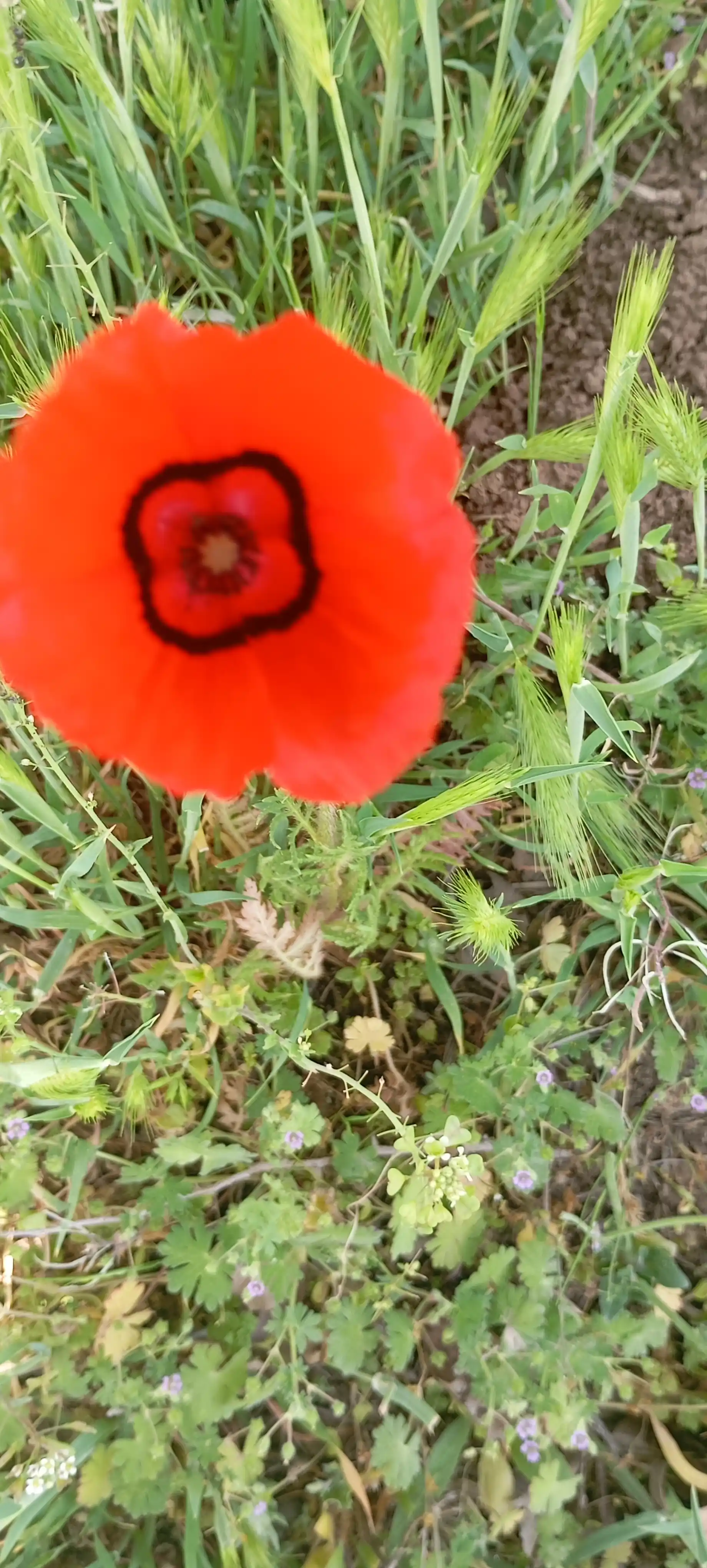 Ekaklar uchun, klassik va yarm klassik uslubdagi poyabzal