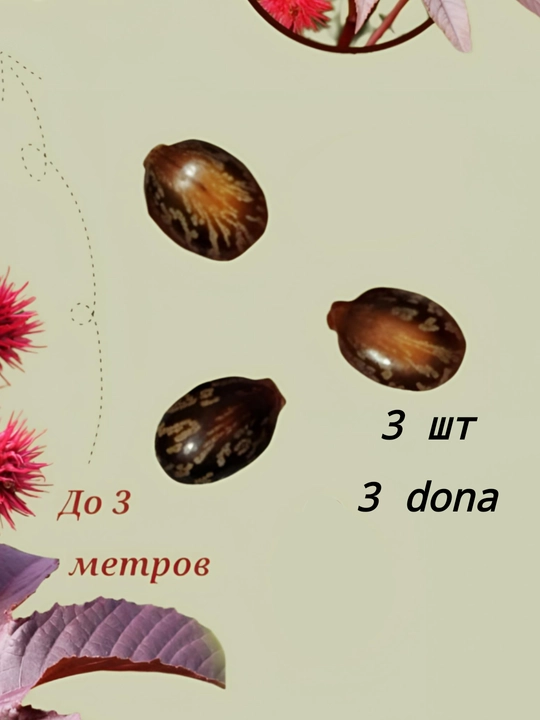 Семена клещевины (касторка). Декоративный цветок - 