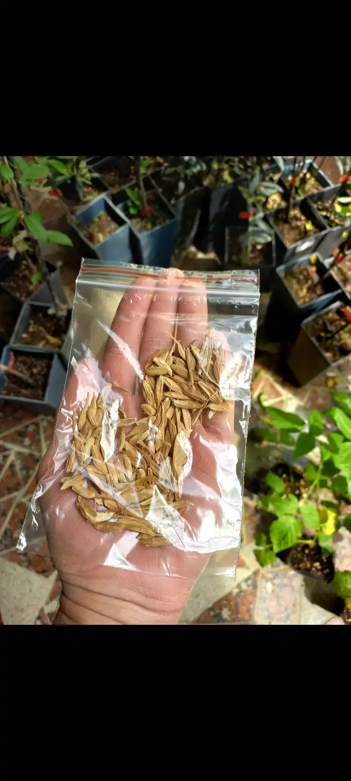 Liriodendron lola daraxti urug'lari