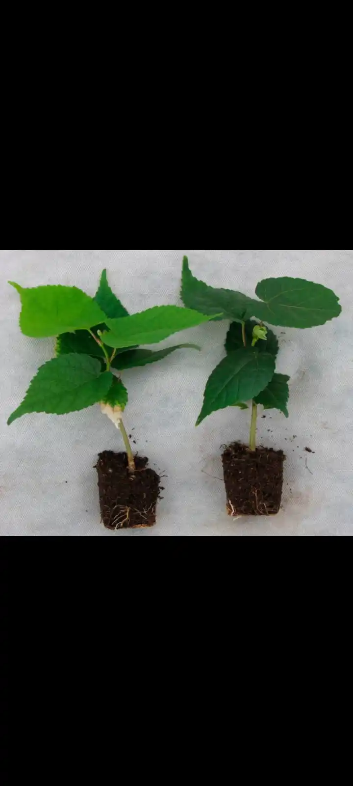 Liriodendron lola daraxti urug'lari