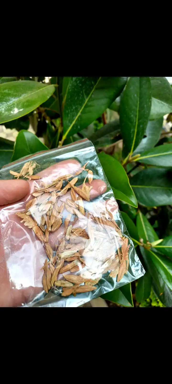 Liriodendron lola daraxti urug'lari