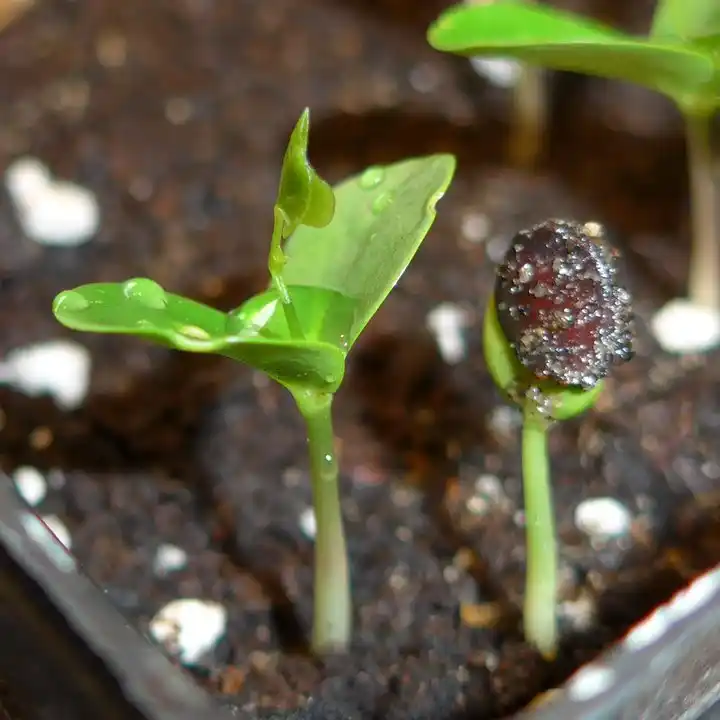 Liriodendron lola daraxti urug'lari