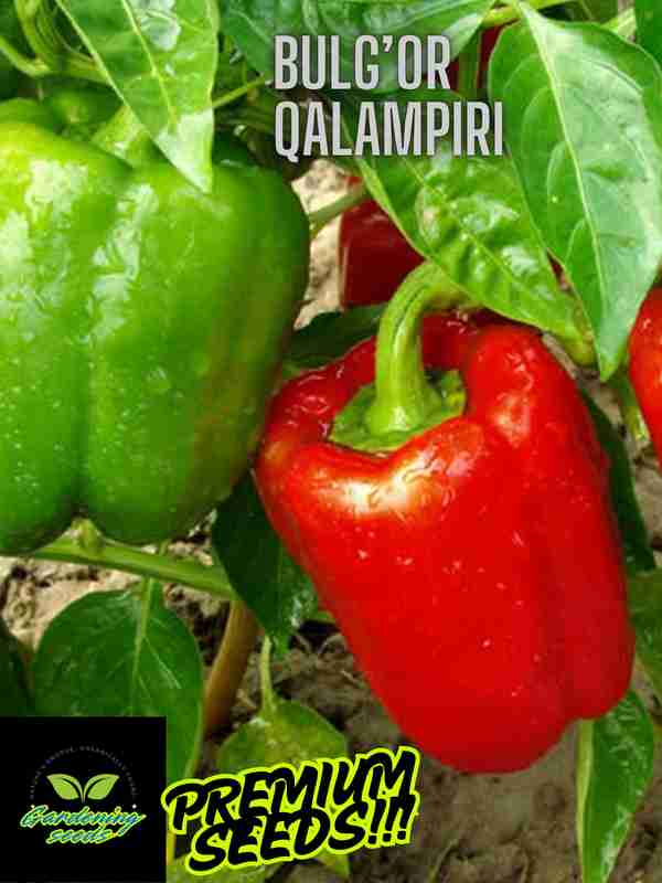 Qalmoq ayollari ishtirokidagi real porno