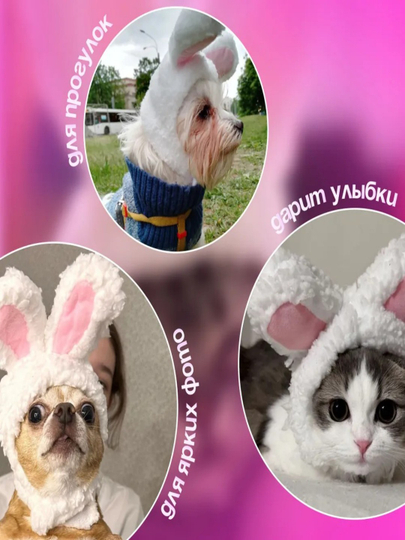 Kiyim qisqichlari bilan mushukning fotosuratlari. Mushuk ustidagi kiyim iplari. Kiyim qisqichlari bilan mushukning fotosuratlari. Mushuk ustidagi kiyim iplari.