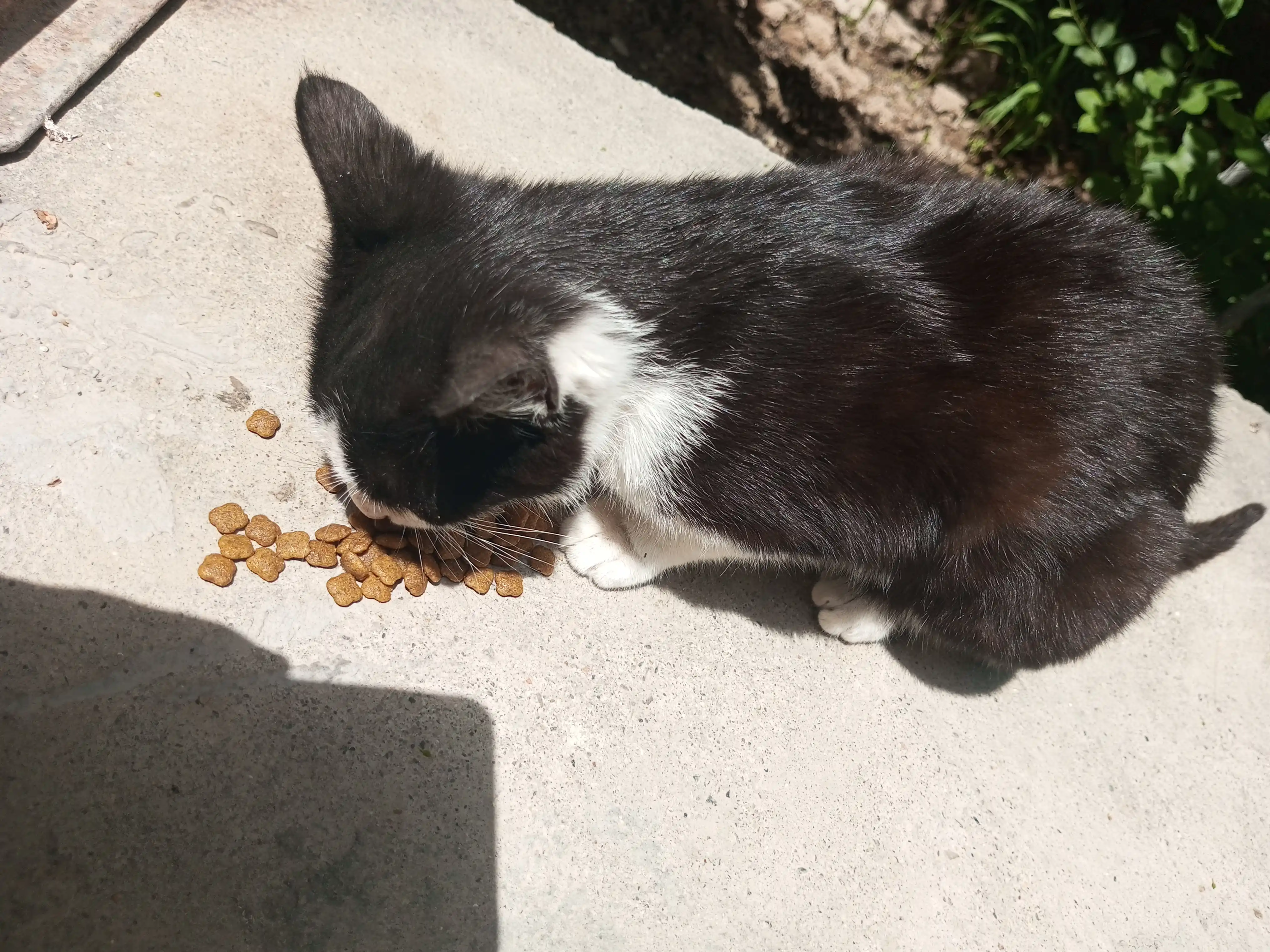 Mito mushuklar uchun quruq yem, tovuq go‘shti bilan, 1 kg