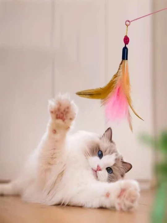 Кошачьи дразнилки, кошачьи игрушки