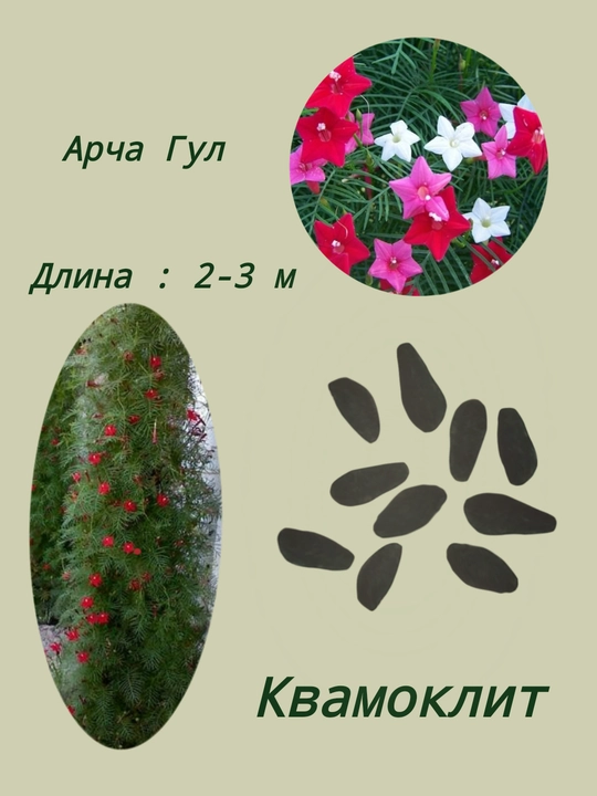Семена Квамоклит. Арча гул 10 шт - 