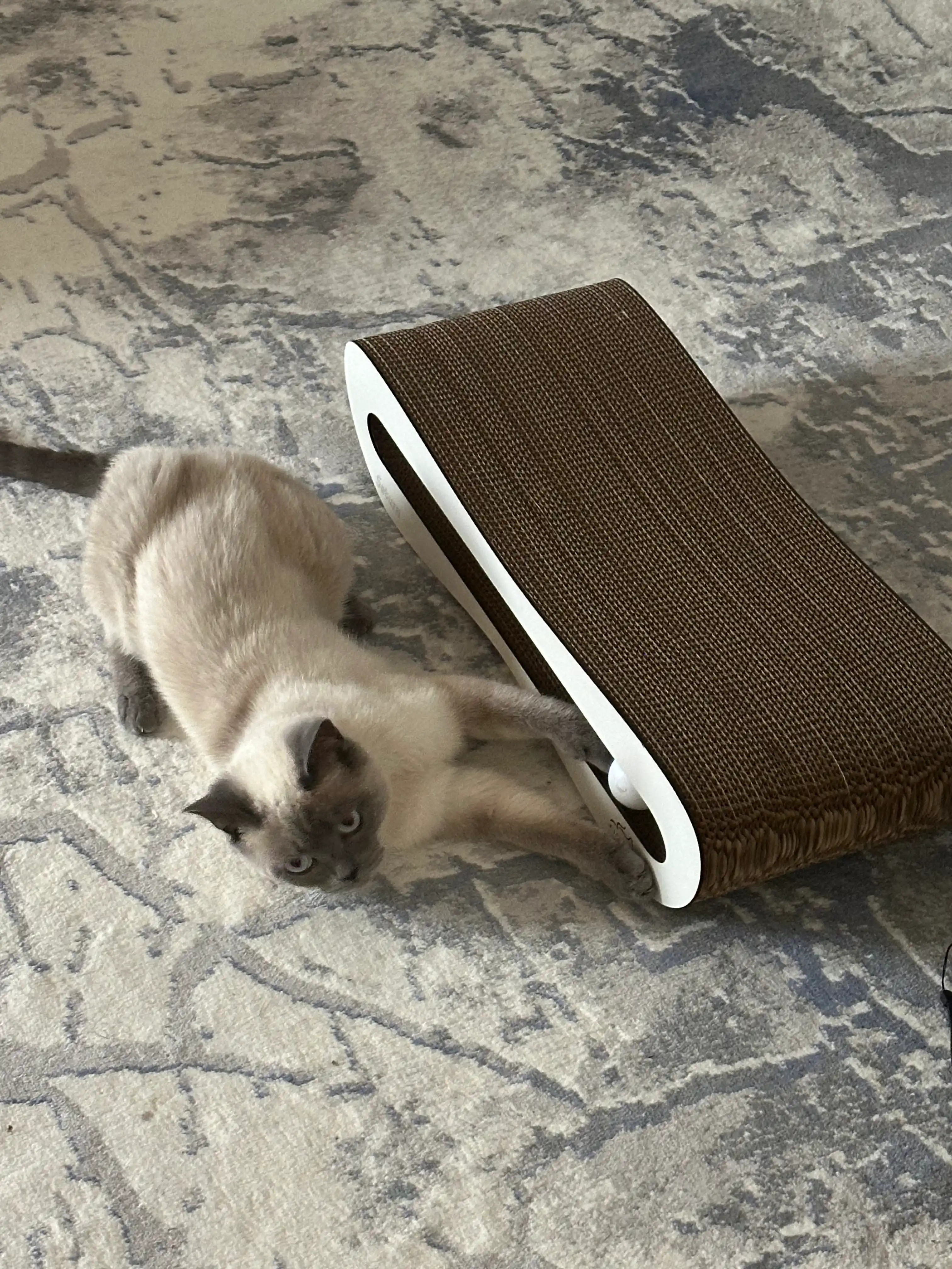 Tirnash ustuni KinderCat Saturn + koptok mushuklar uchun