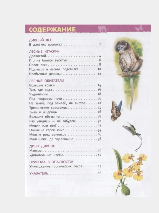 Джунгли, Энциклопедия для детского сада