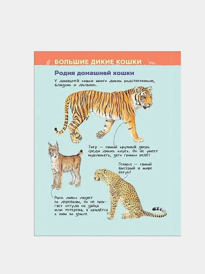 Koshki i kotyata, Entsiklopediya dlya detskogo sada