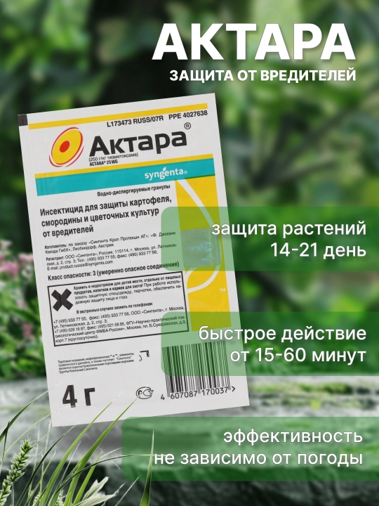 Aktara - kartoshka, smorodina va gul ekinlarini zararkunandalardan himoya qilish - 
