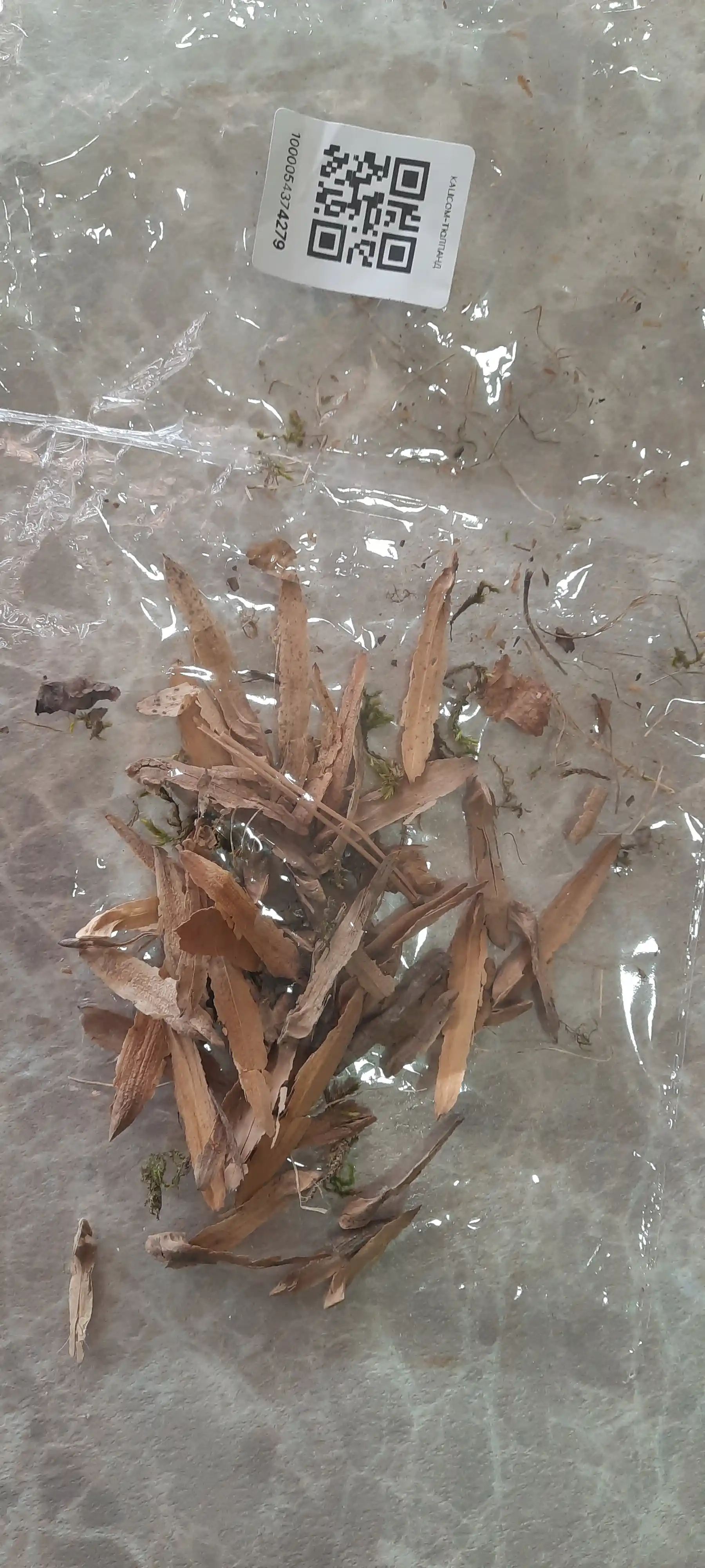 Liriodendron lola daraxti urug'lari