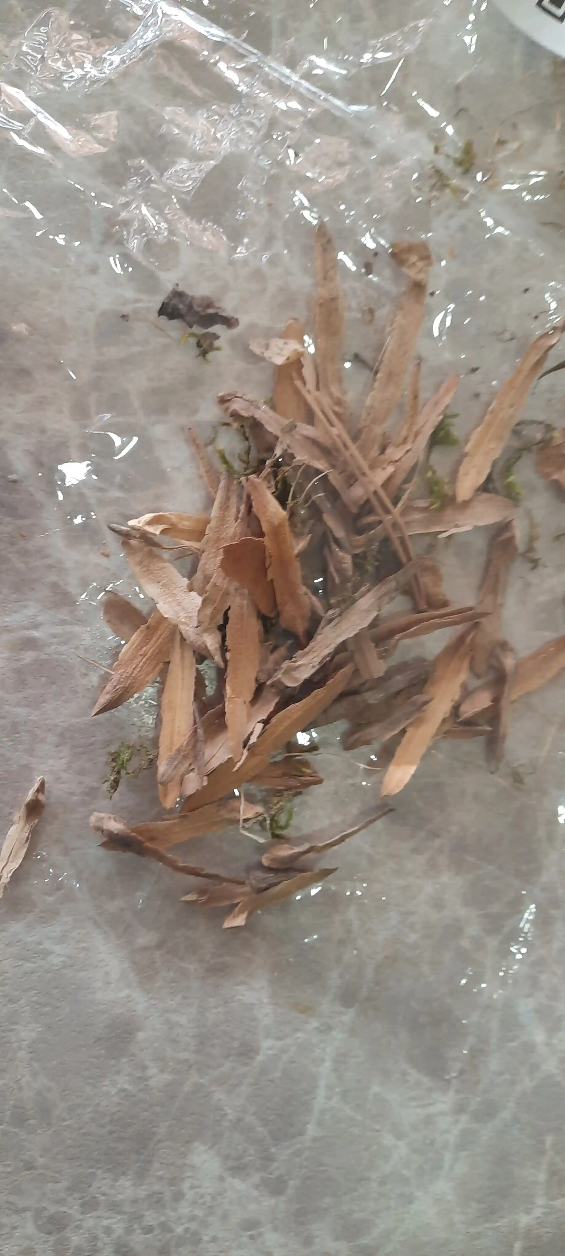 Liriodendron lola daraxti urug'lari