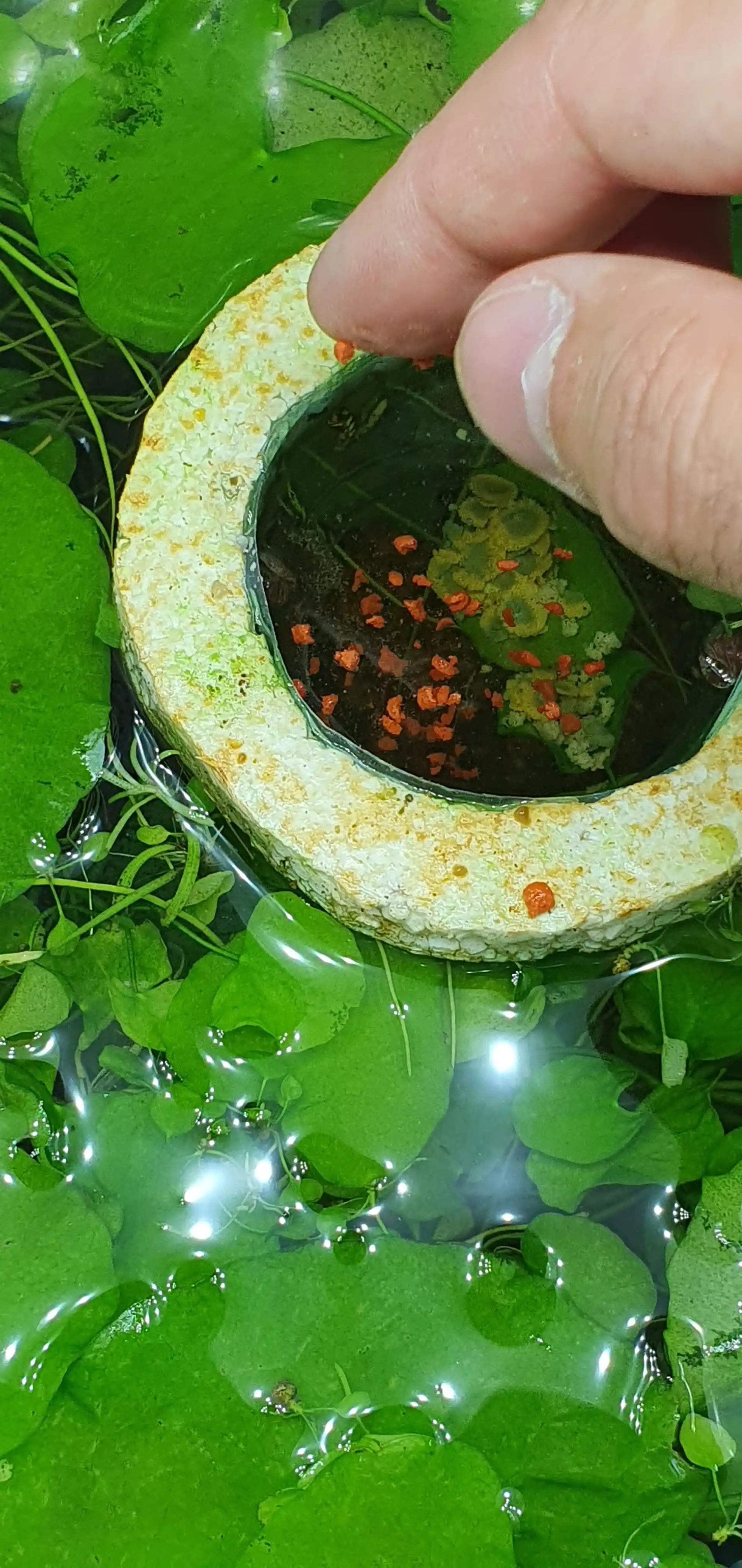 Корм для рыб Tetra Pro Algae, 50 г