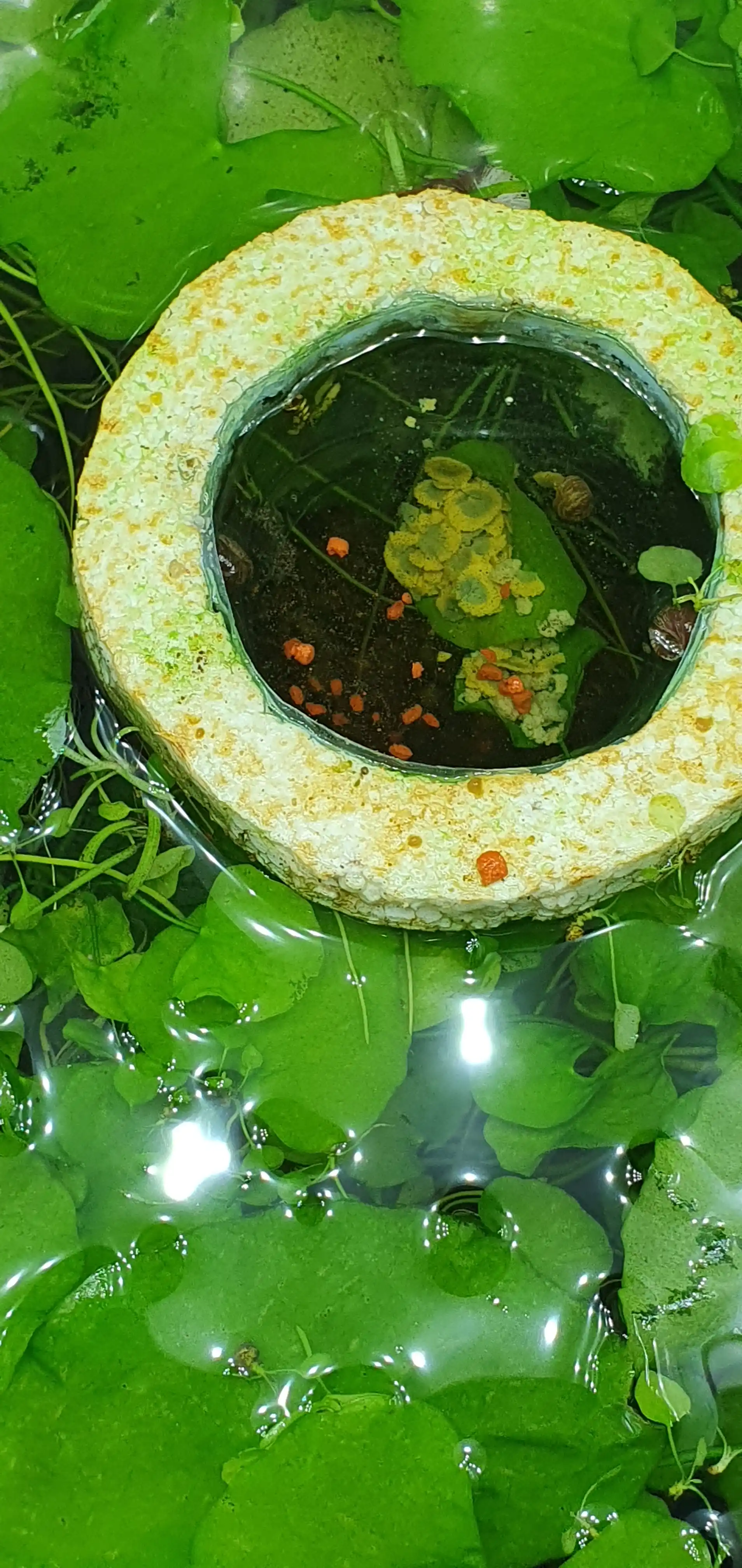 Корм для рыб Tetra Pro Algae, 50 г