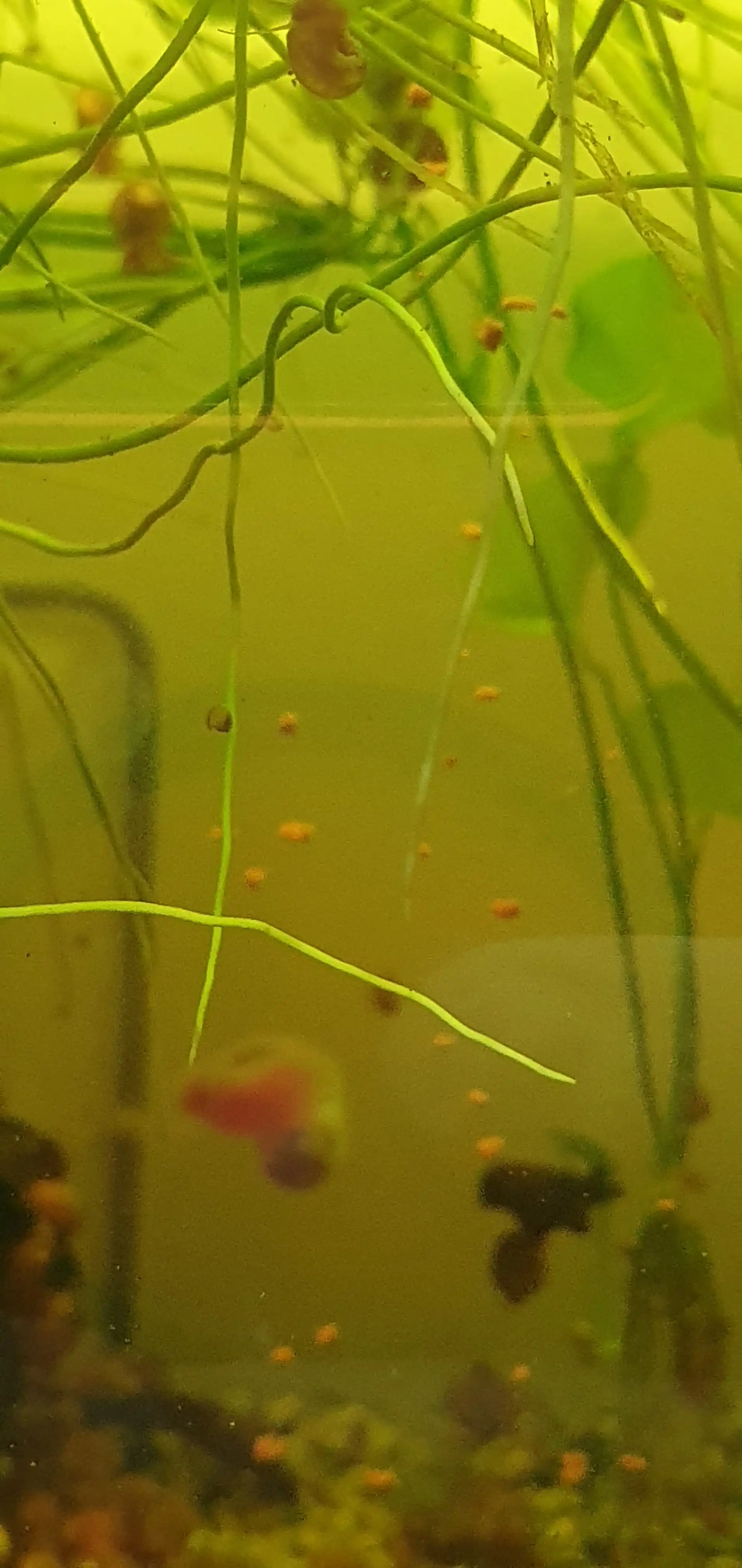 Корм для рыб Tetra Pro Algae, 50 г