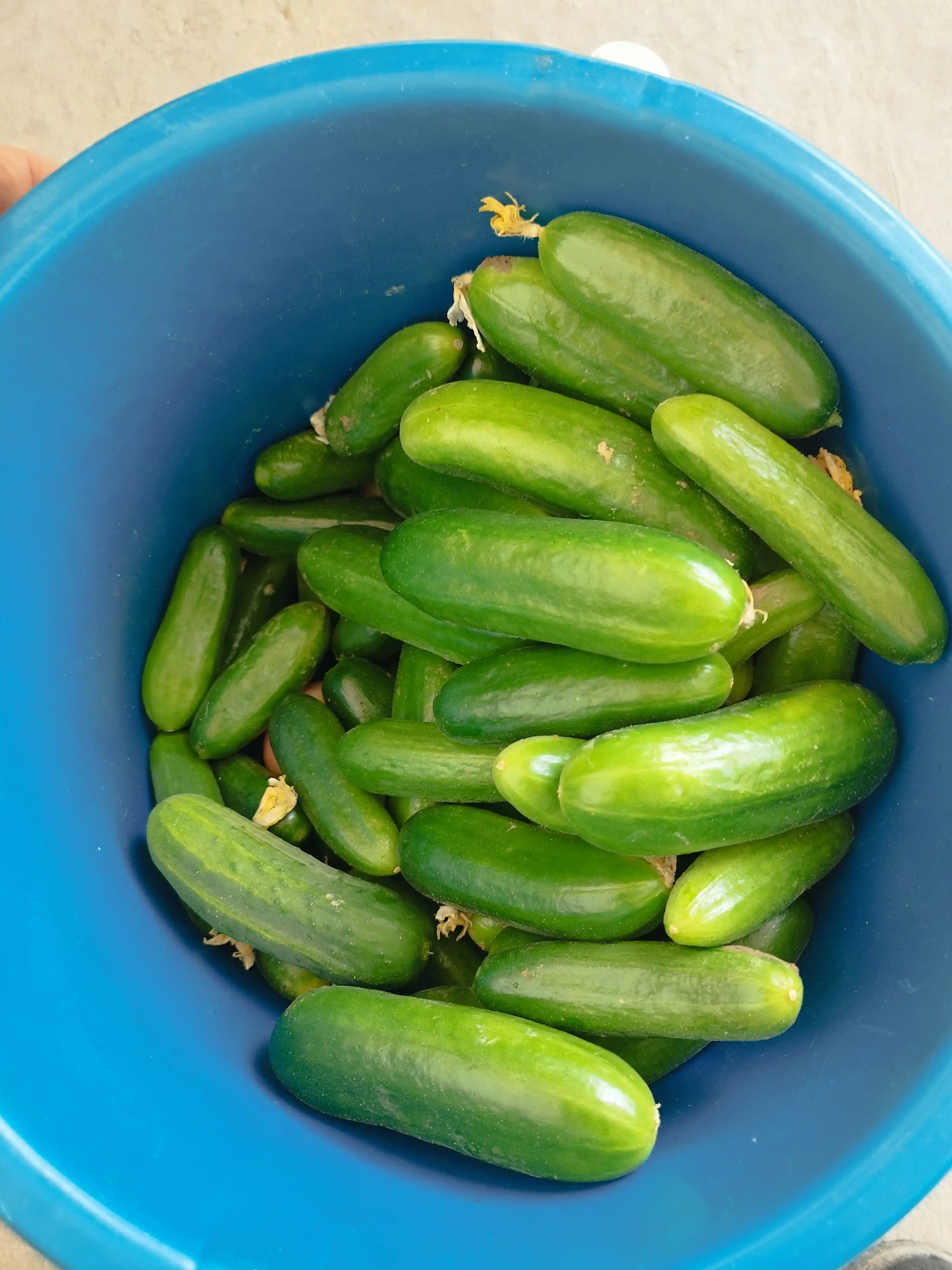 Семена овощей для дома Seeds