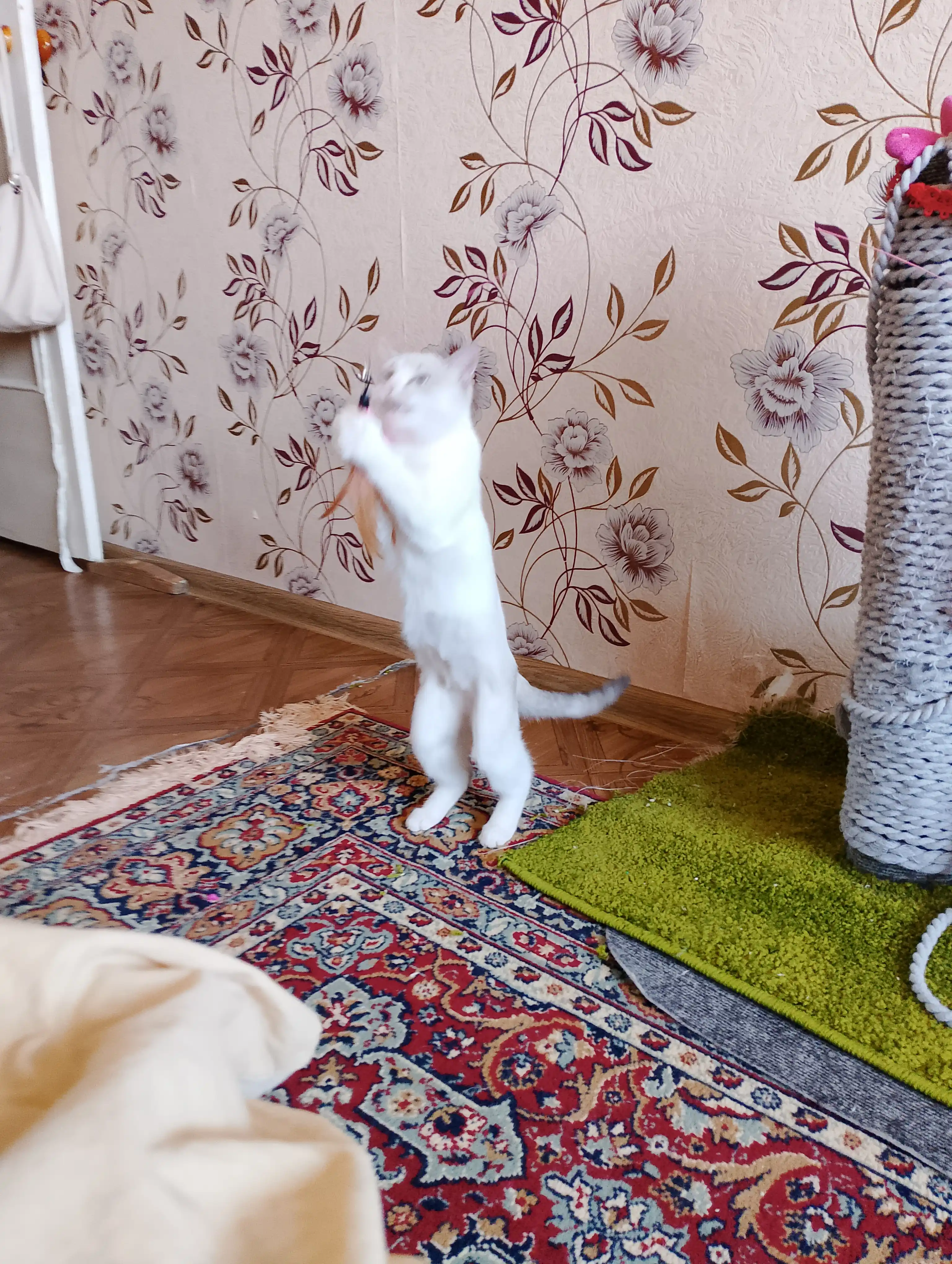 Игрушка для кошек и котят удочка-дразнилка с натуральными перьями