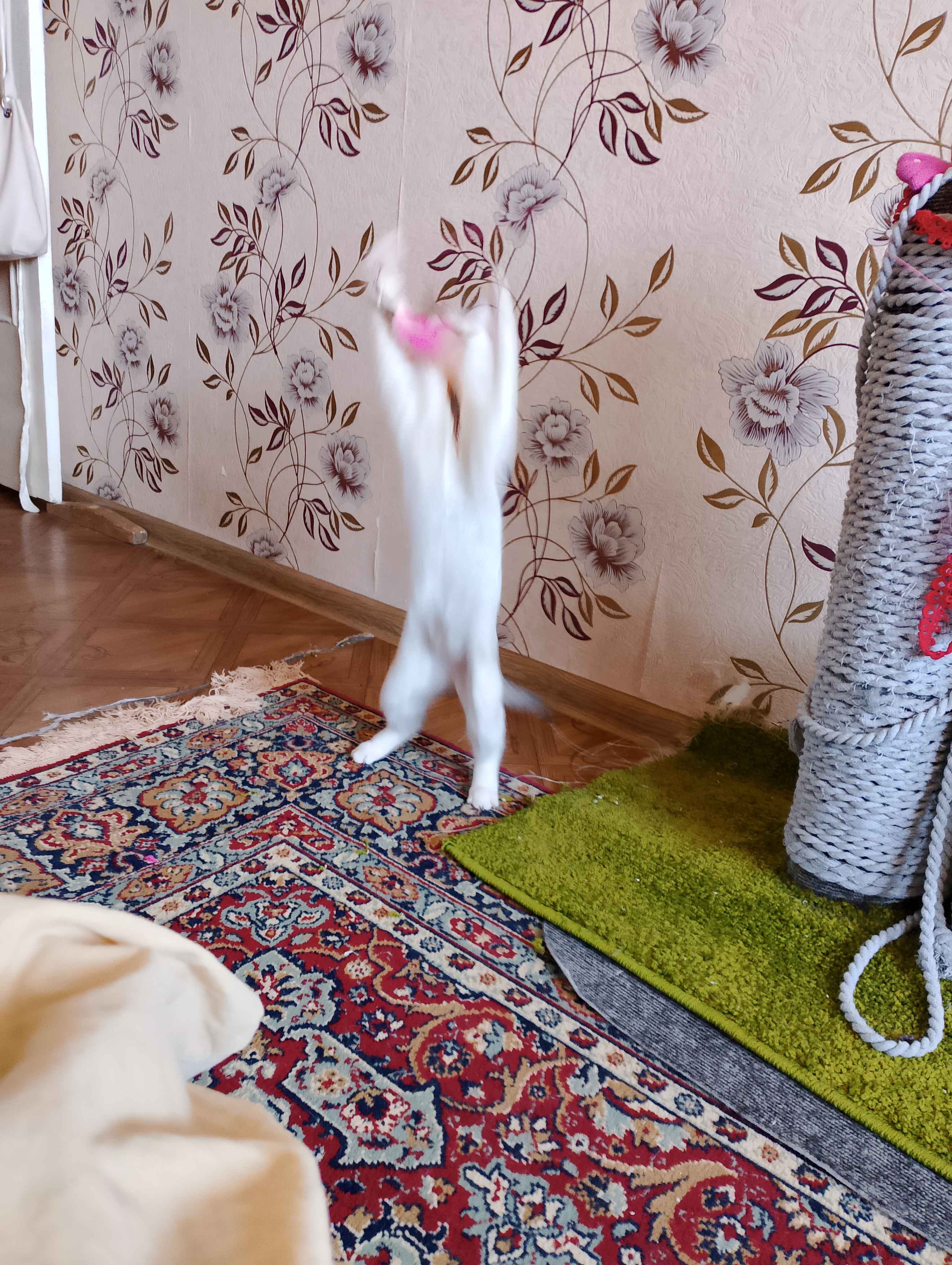 Игрушка для кошек и котят удочка-дразнилка с натуральными перьями