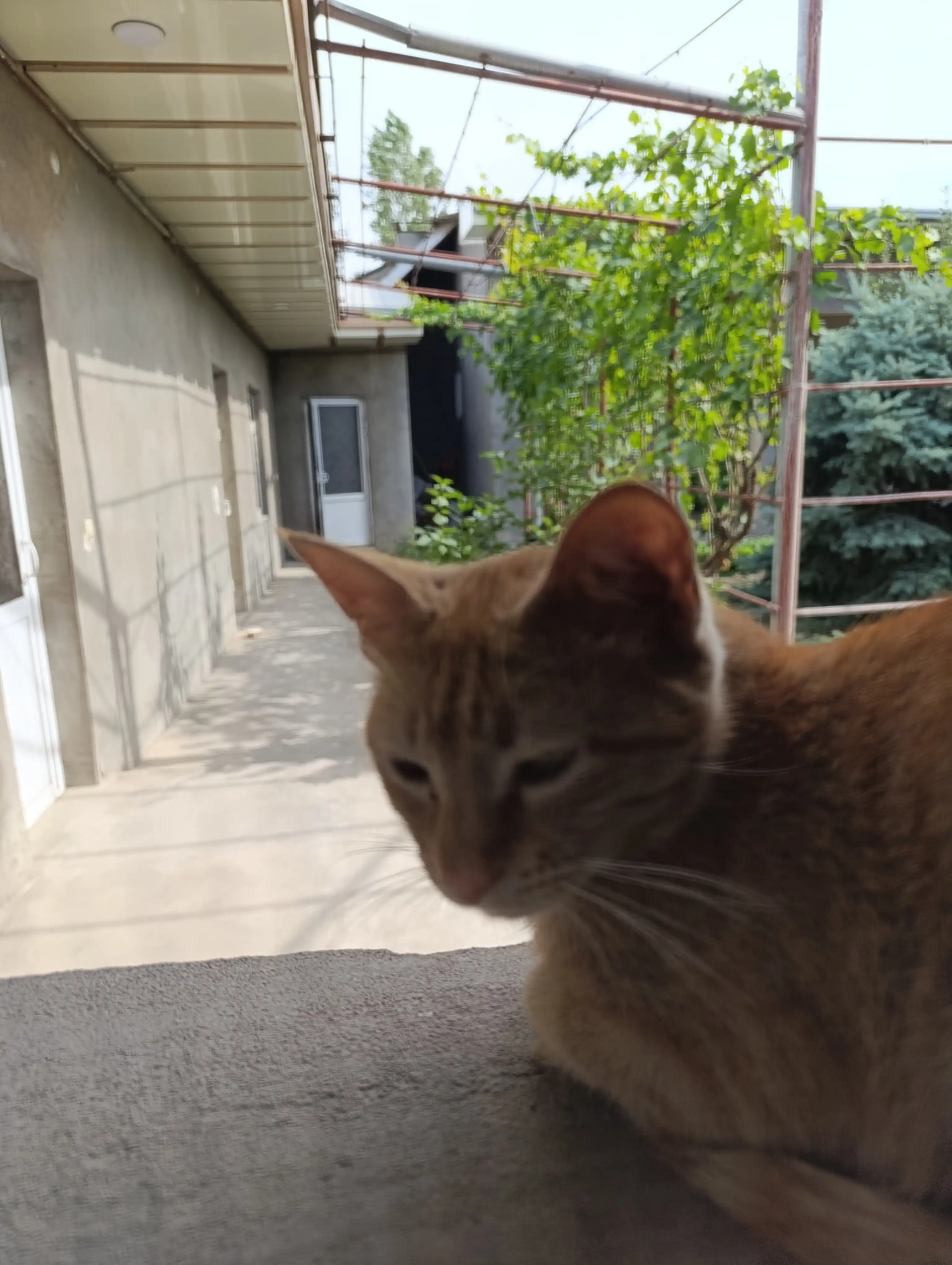 Simple pets, Наш Рацион – сухой корм для кошек говядина, лосось, мясное ассорти, индейка