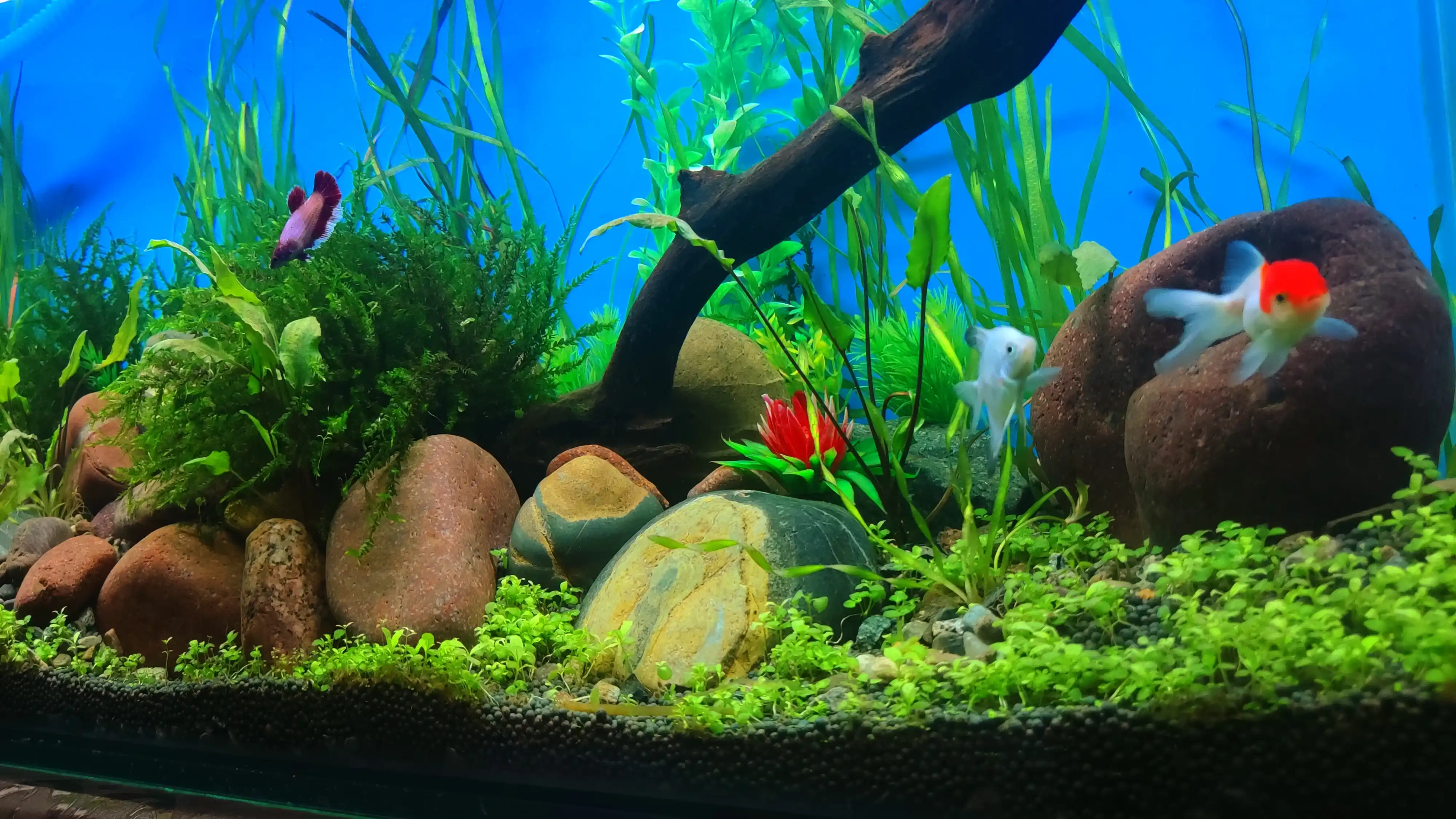 Семена водных растений для аквариума