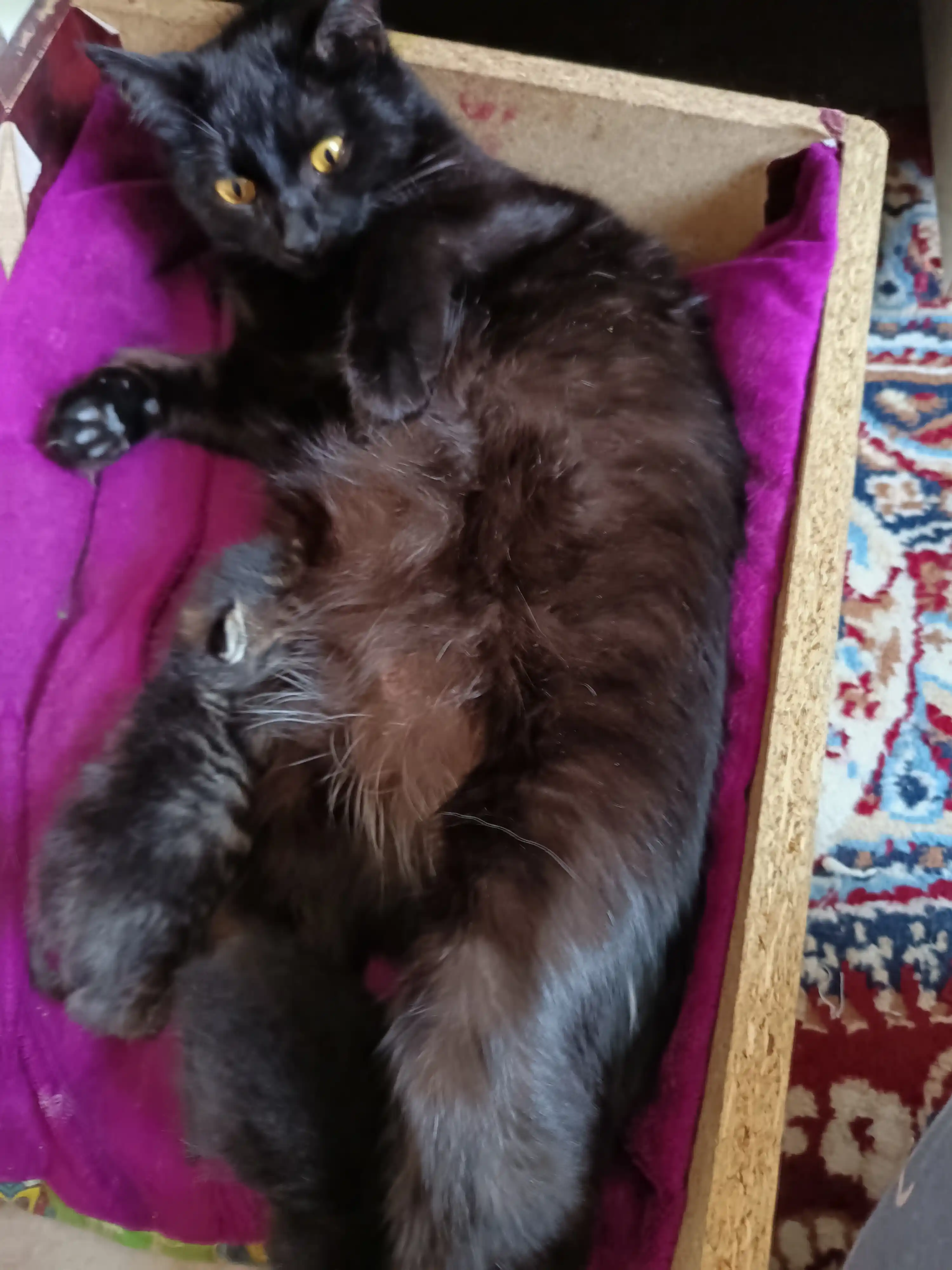 Mito mushuklar uchun quruq yem, tovuq go‘shti bilan, 1 kg