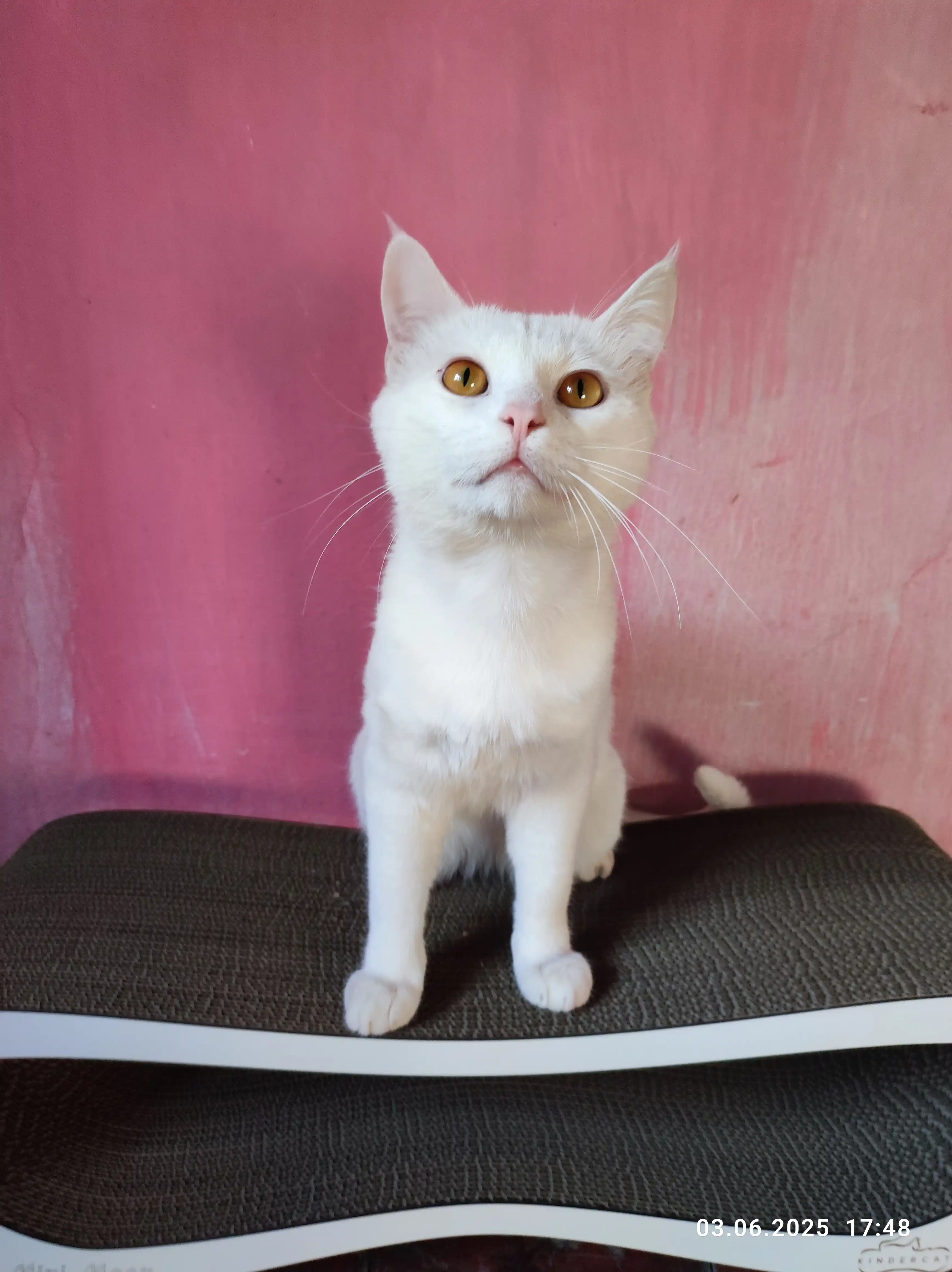 Tirnash ustuni KinderCat Mini Moon mushuklar uchun