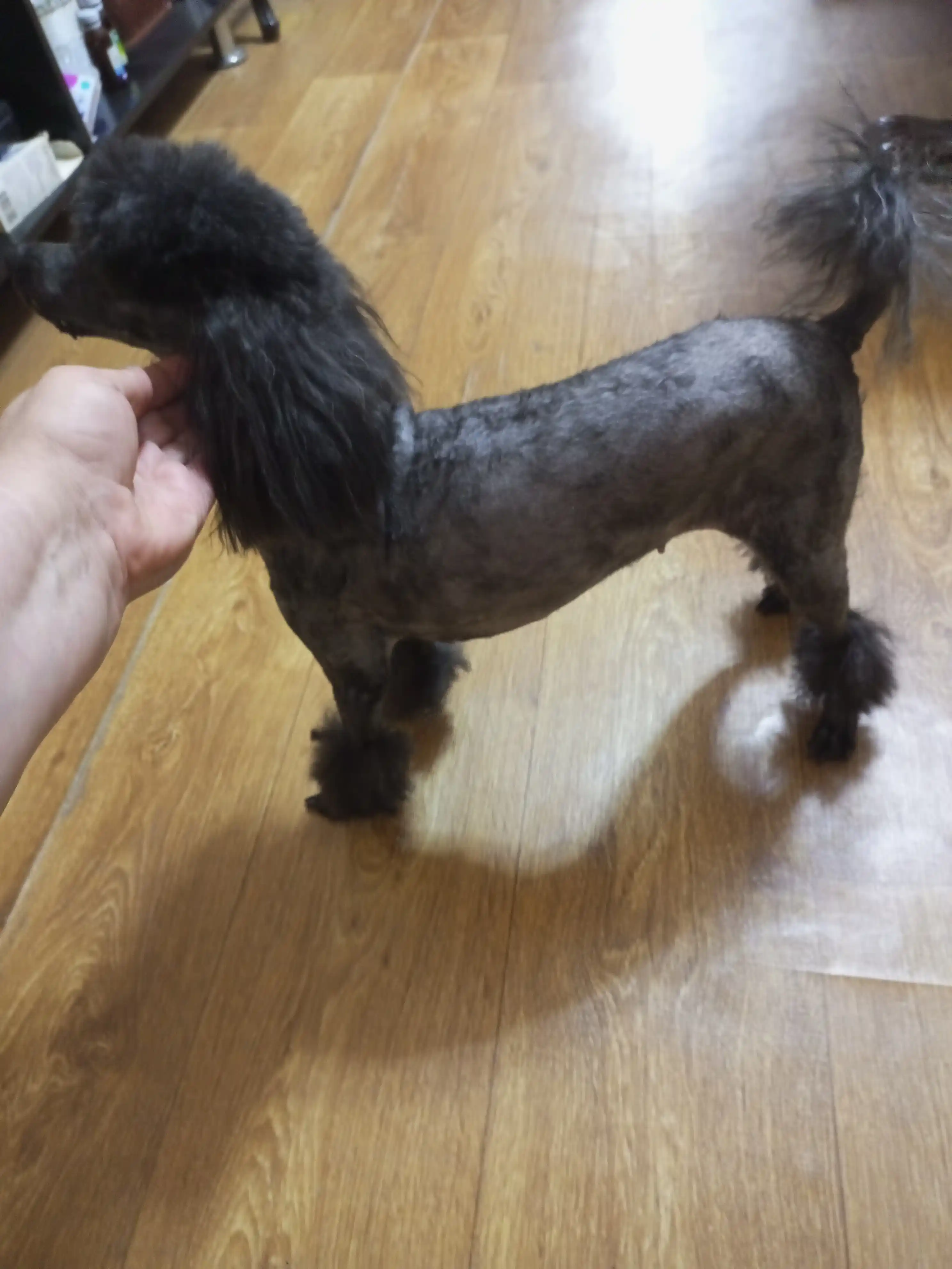 Машинка для стрижки животных Xiaomi Pawbby Pet Shaver, для кошек, собак