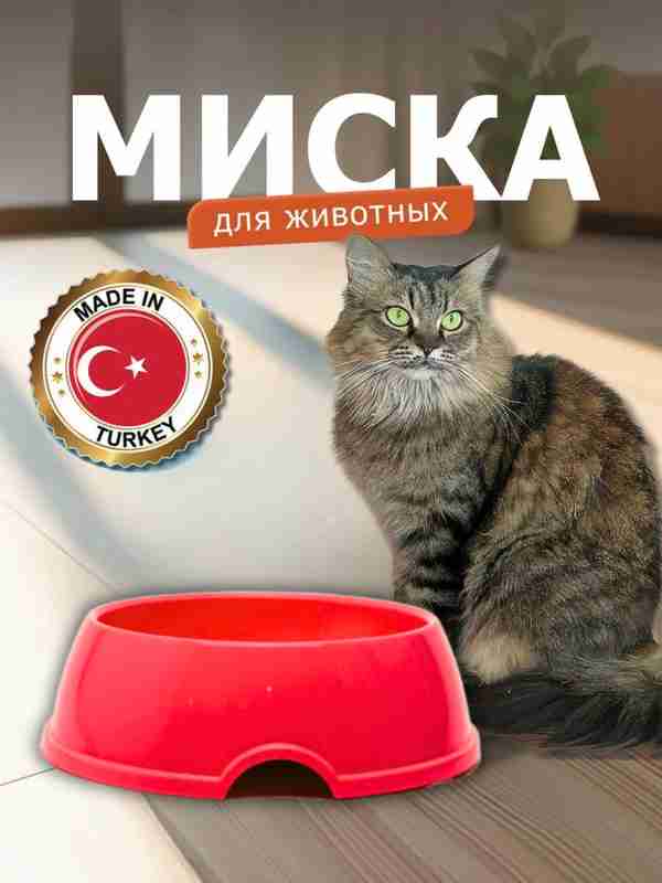 Sohilda katta etuk mushuk