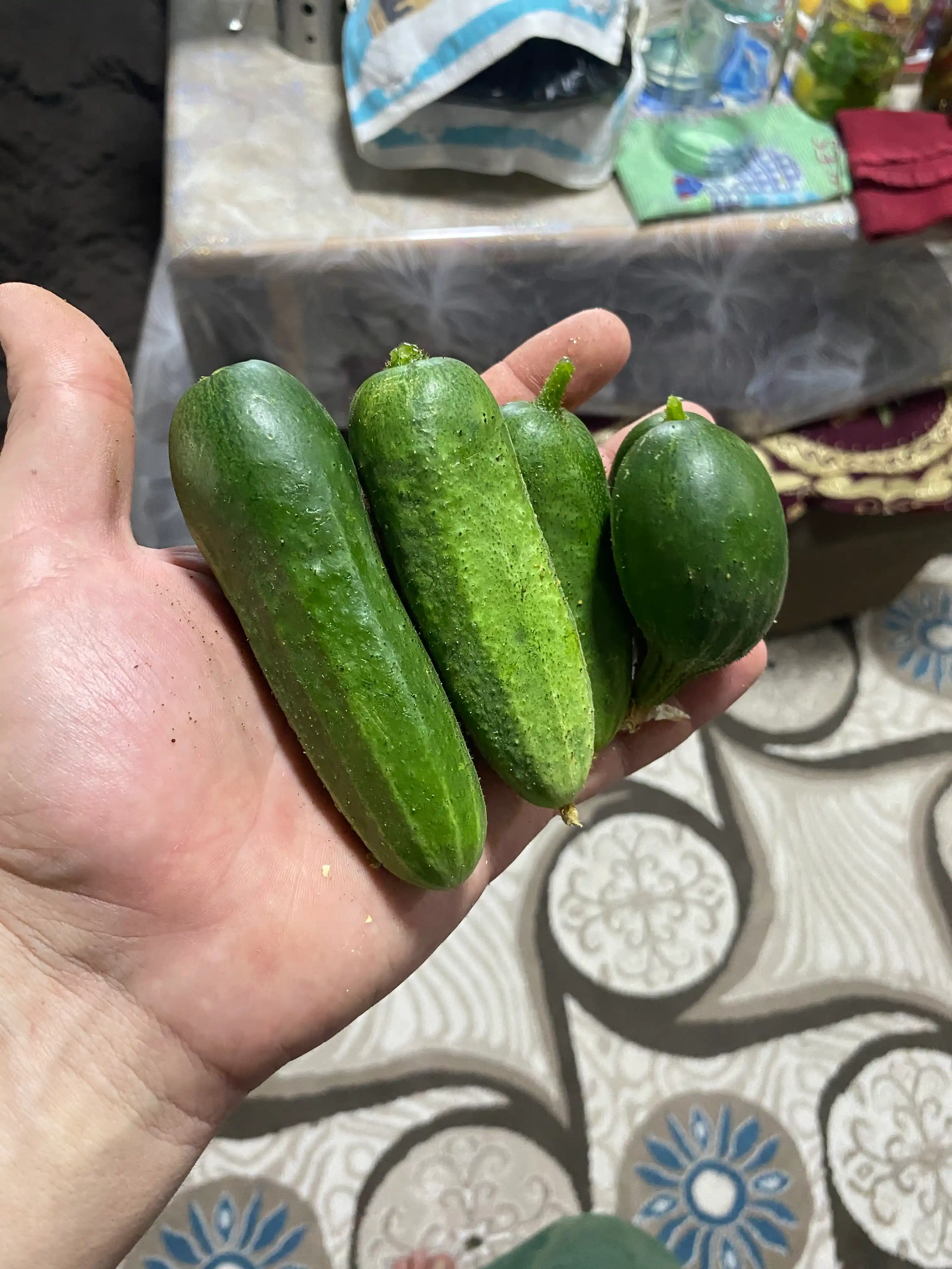 Семена огурца одна упаковка 10 гр, и в комплекте три упаковки - Profi Agro Seeds, 30 гр