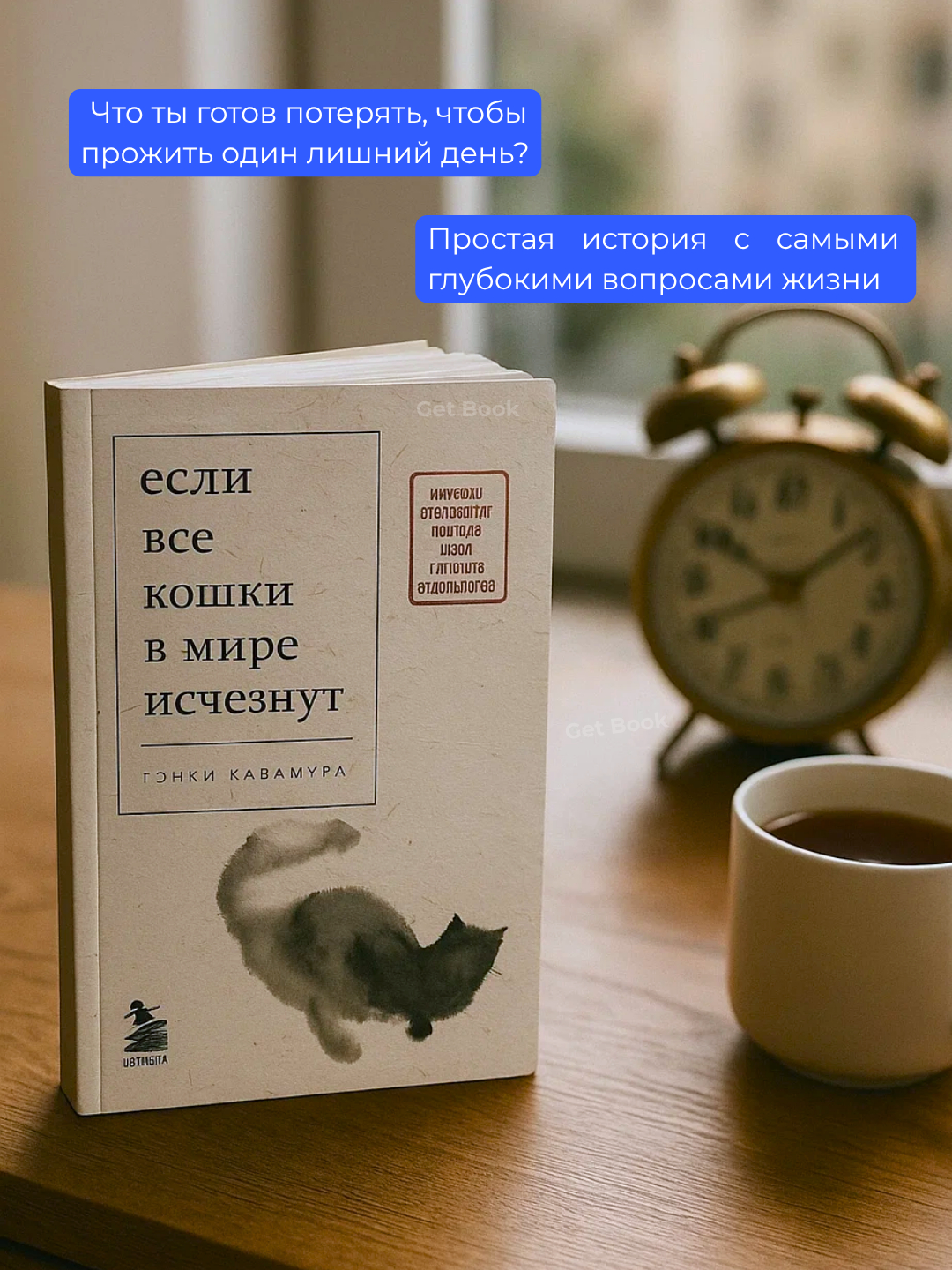 Katta mushuklarga qarash