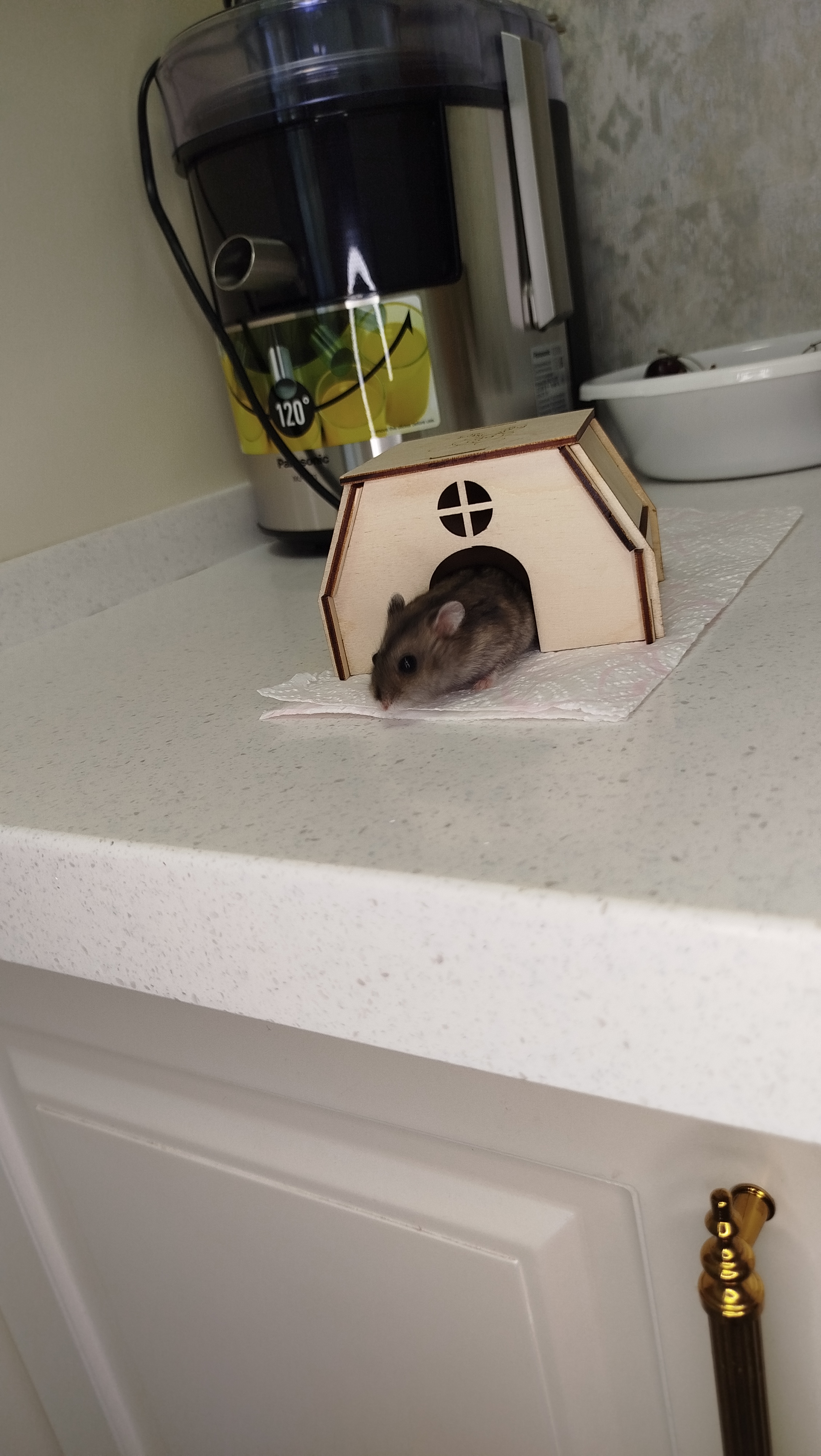 Jungar hamster uyi