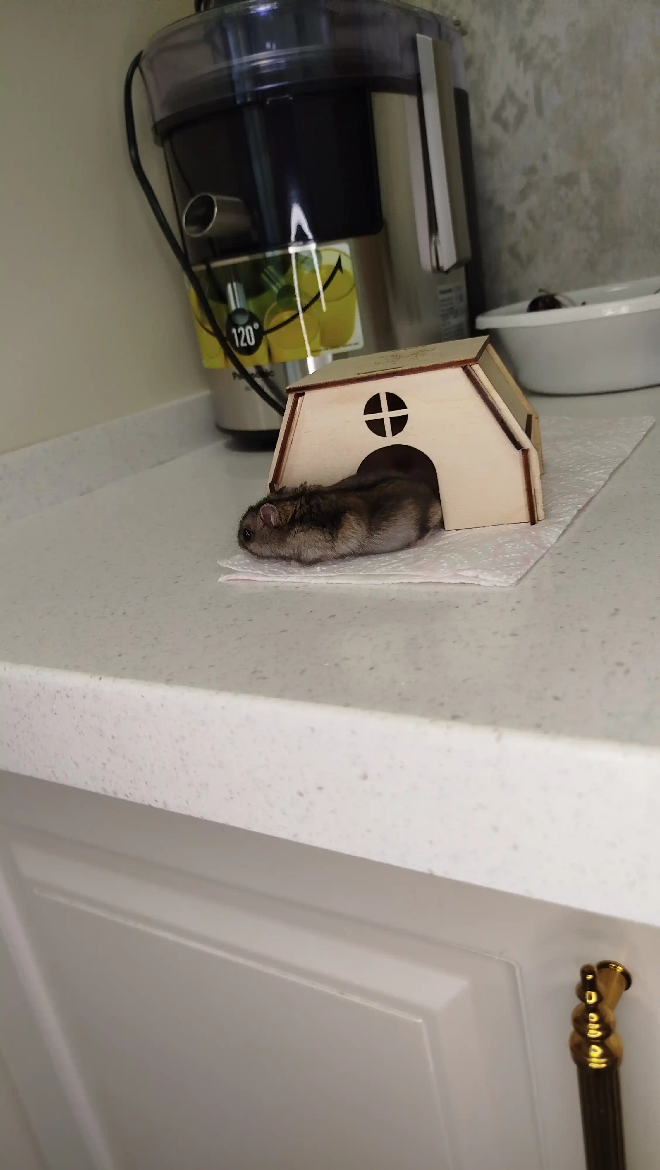 Jungar hamster uyi