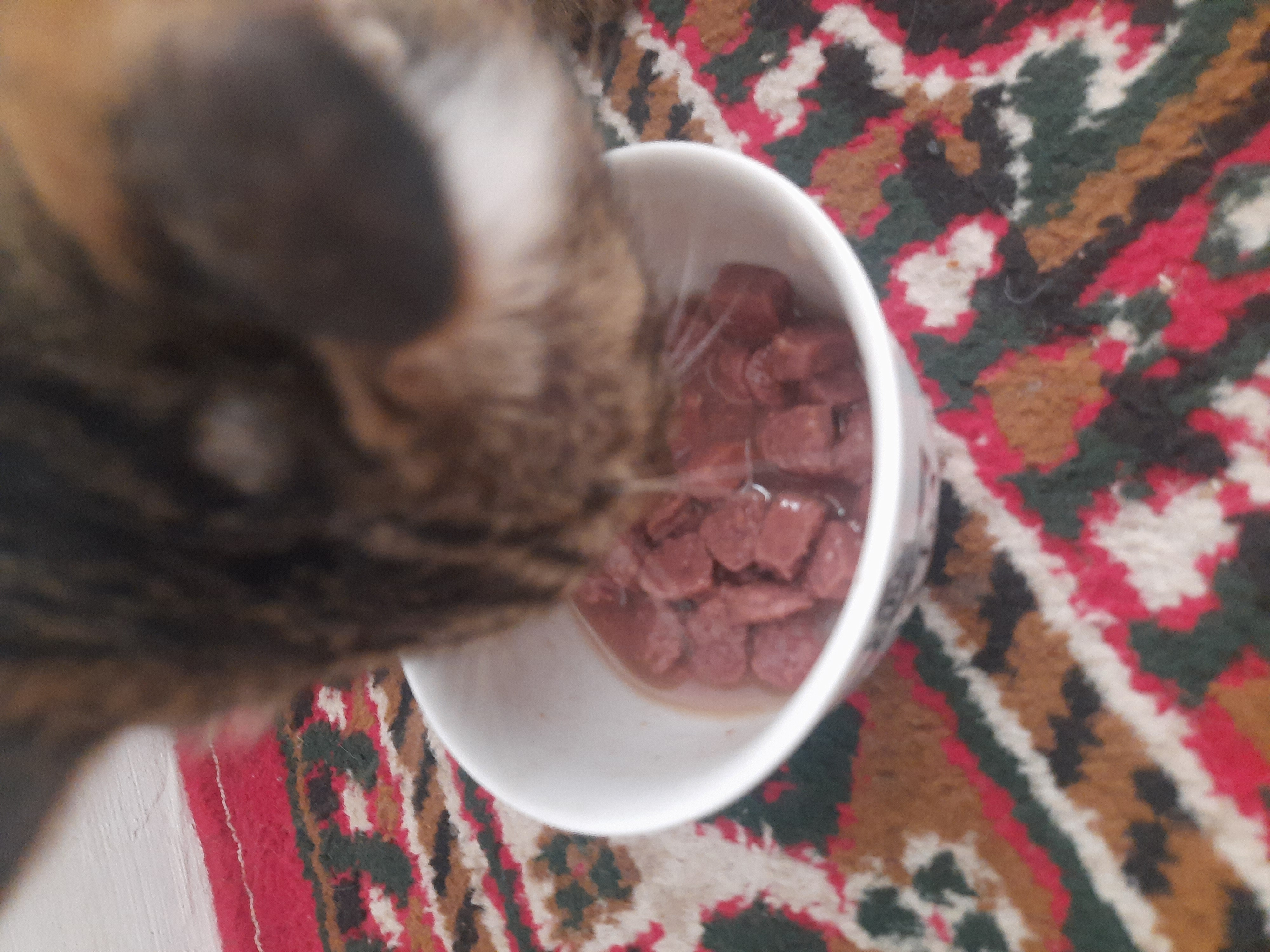 Lapka mushuklar uchun nam yem, sousdagi mol go'shti bilan, 85 gr 28 dona