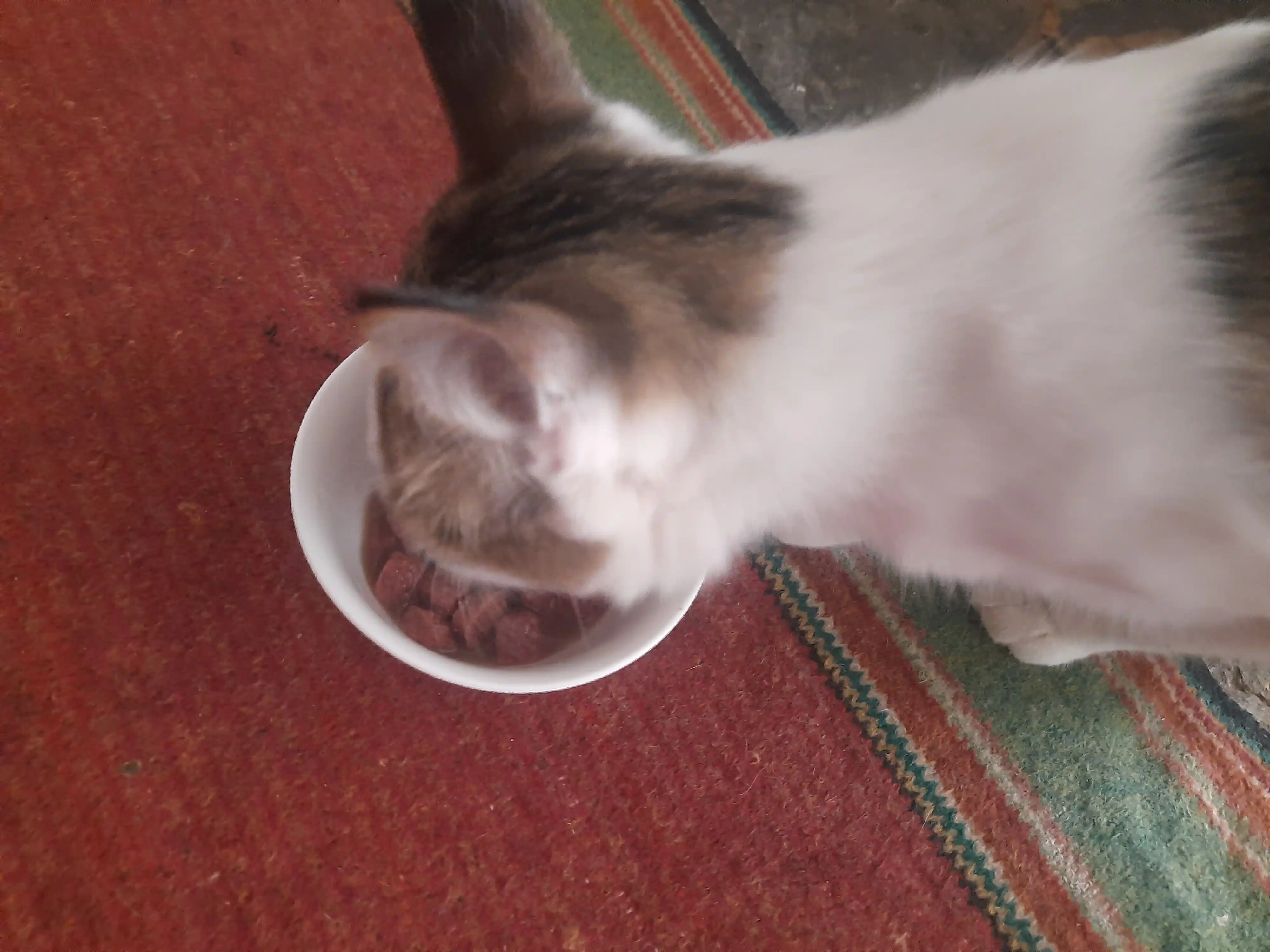 Lapka mushuklar uchun nam yem, sousdagi mol go'shti bilan, 85 gr 28 dona