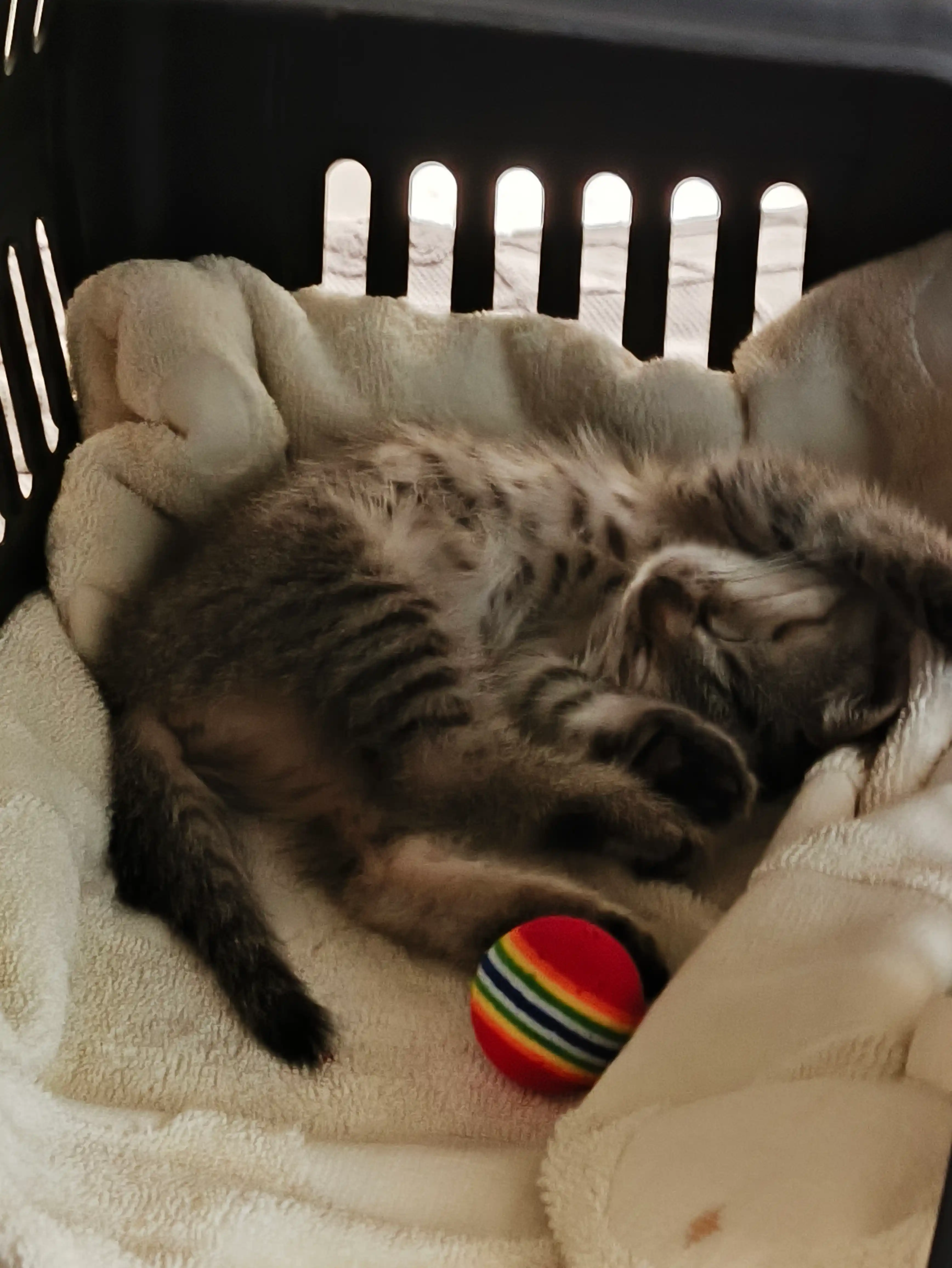 Игрушка для кошек