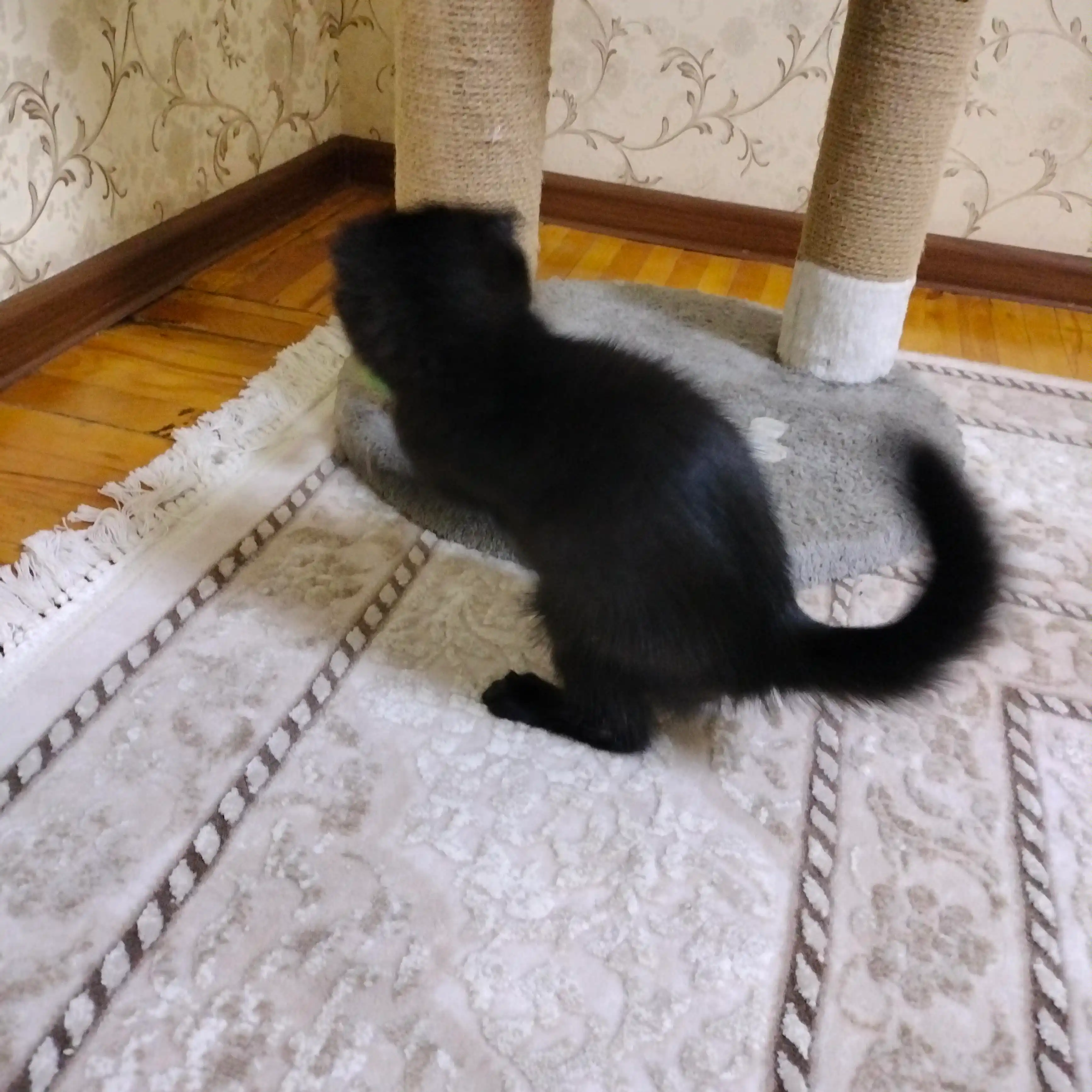 Игрушка для кошек