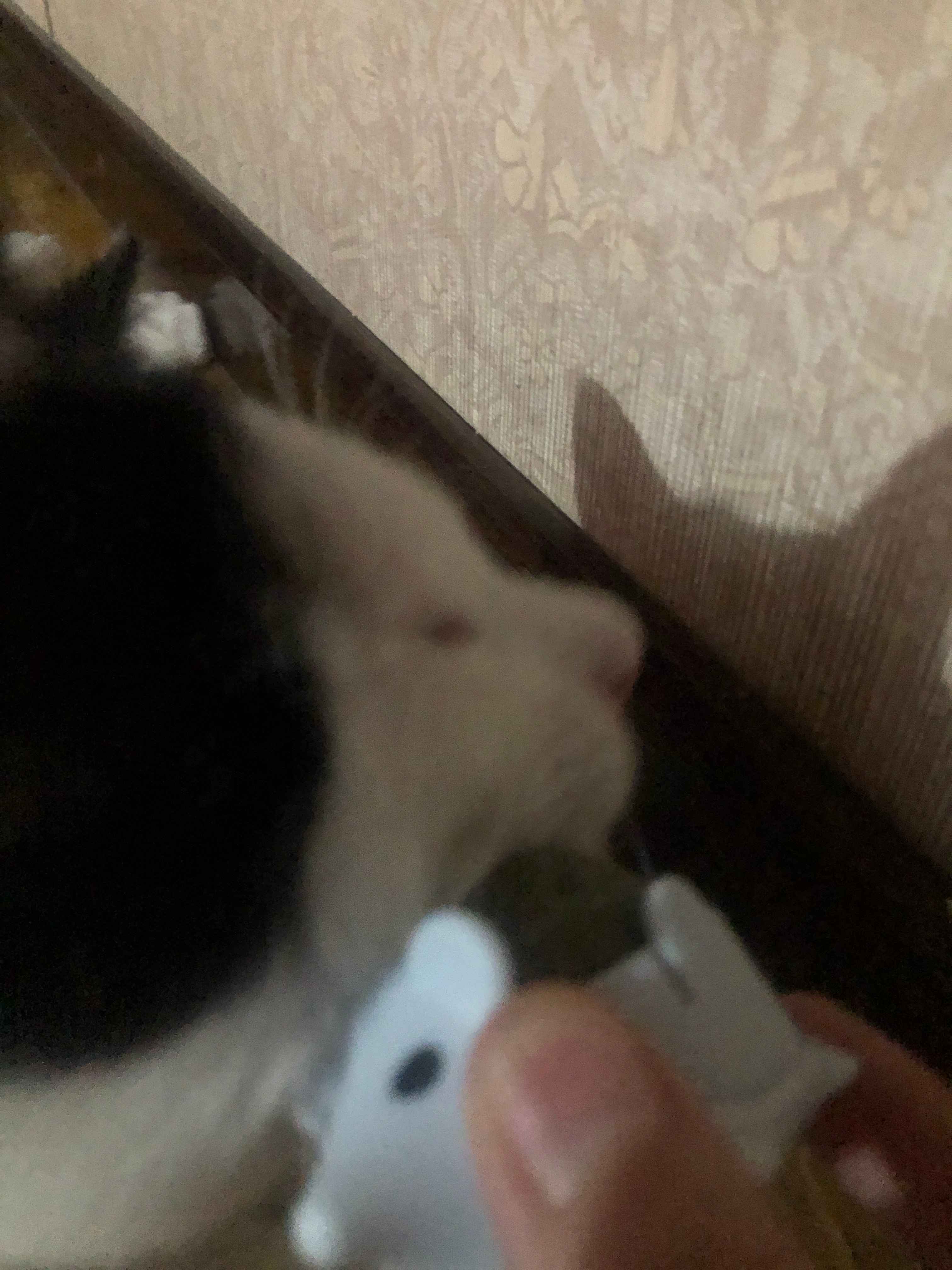 Игрушка для кошек с лакомством кошачьей мятой, шарик, лизун