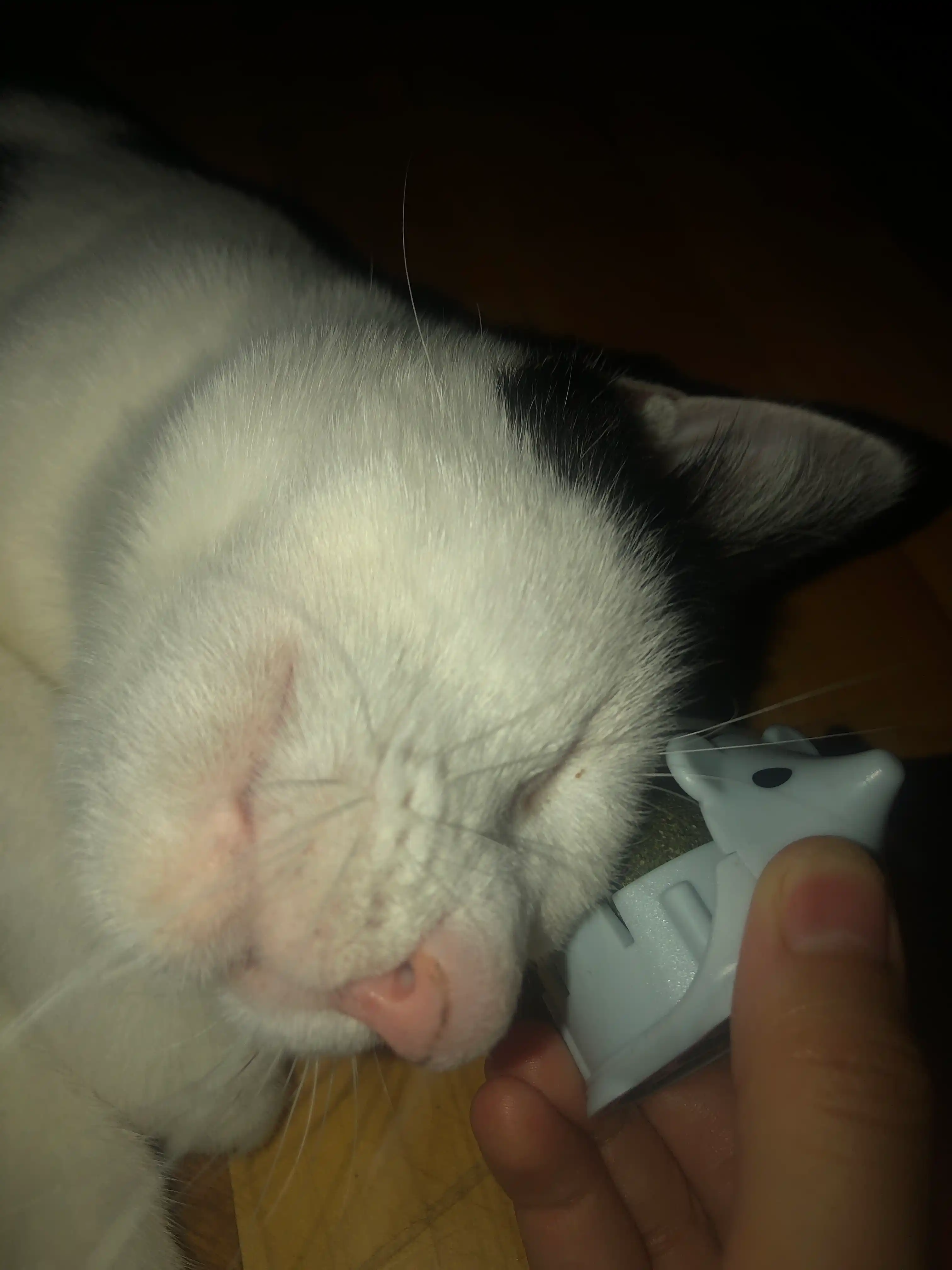 Игрушка для кошек с лакомством кошачьей мятой, шарик, лизун