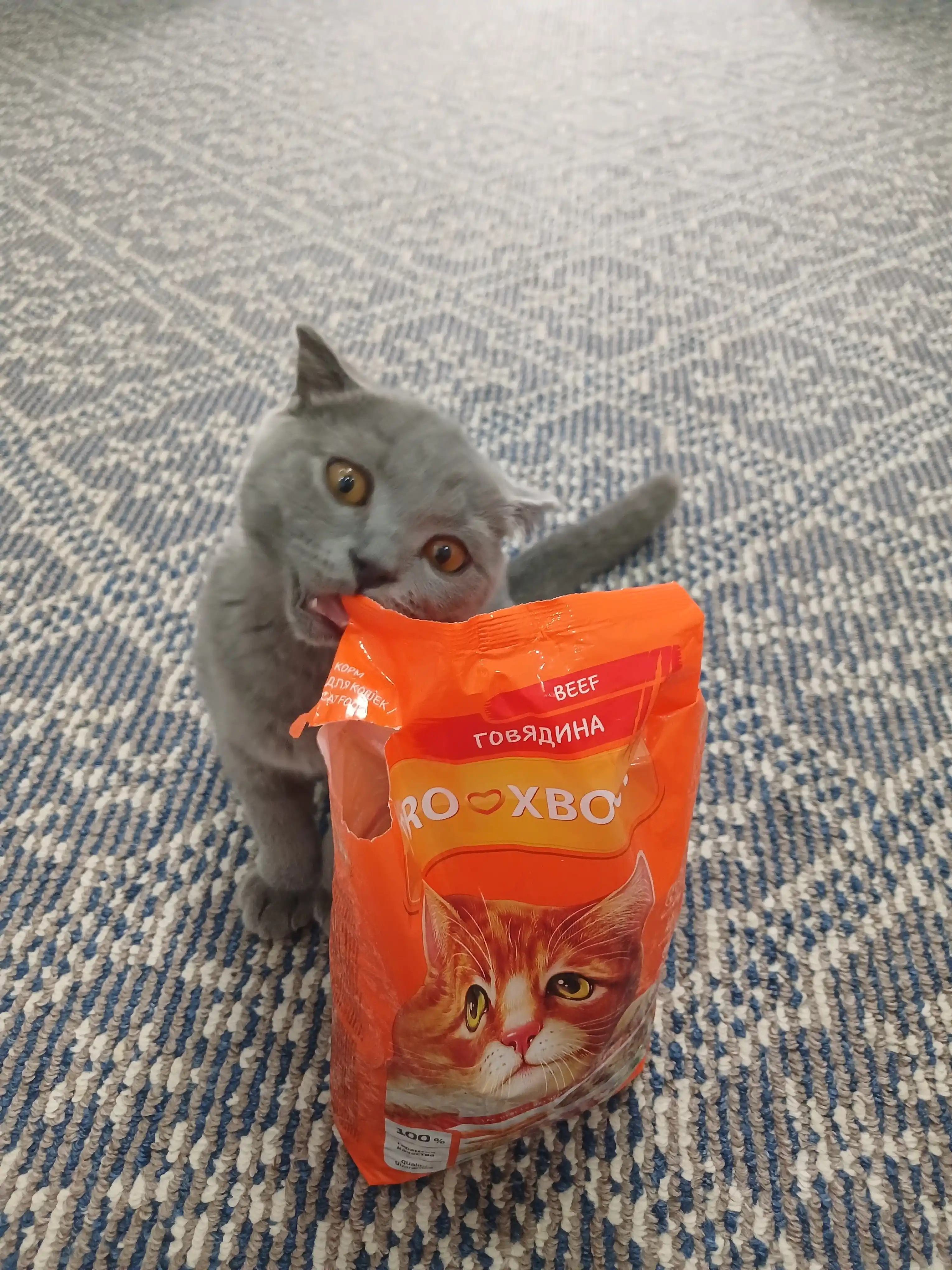 ProХвост mushuklar uchun quruq yem, mol go'shti 800 gr