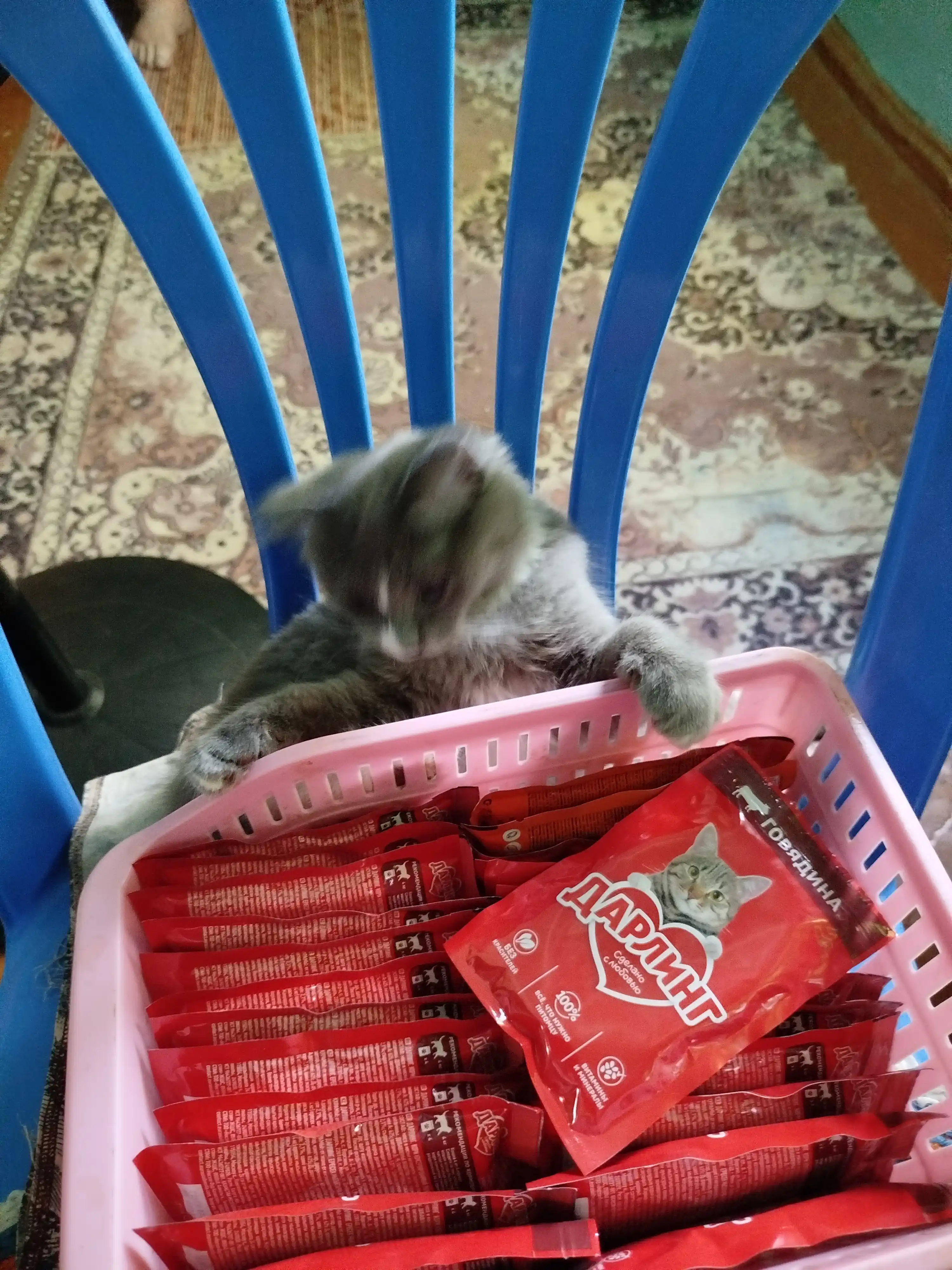 Darling nam ovqat, mushuklar uchun, sousdagi mol go'shti bilan, 75 gr 26 dona