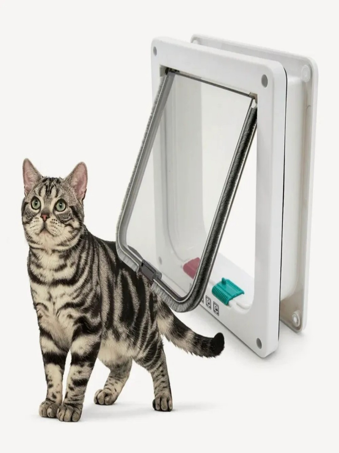 Latina mushuklari fotosuratlari