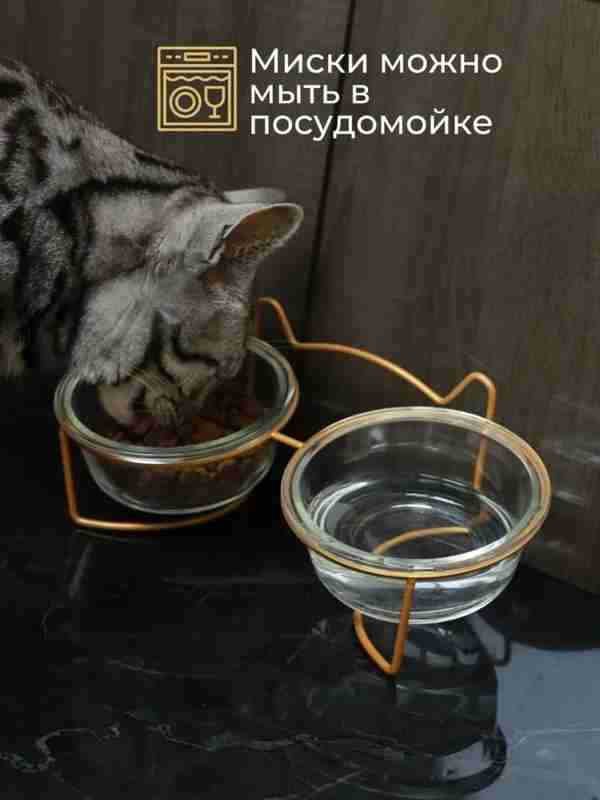 Bir shishadan uy qurilishi mushuk